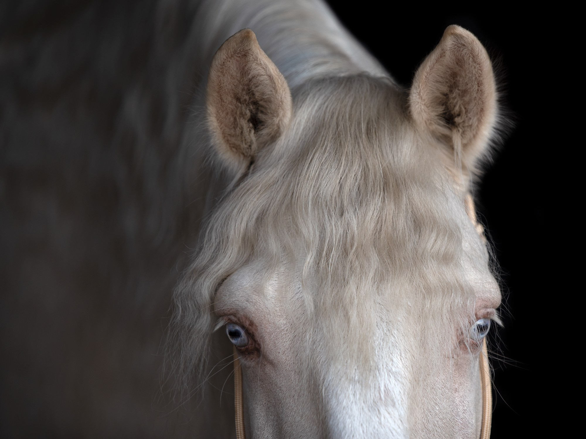 Портрет лошади, лошадь, конь, фото лошади, фотография лошади, конный фотограф, съемка лошадей, фотограф лошадей, конная фотография, конный фотограф, конный фотограф в спб, профессиональный фотограф спб, фотограф спб, ахалтекинец, рысак, спортивная лошадь, конный клуб, фотосессия с лошадьми, тракененская лошадь, тяжеловоз, лошадь, хвост коня, конский волос, хвост лошади, красивое фото лошадей, лузитано, Манолито, лузитанская лошадь, альбино