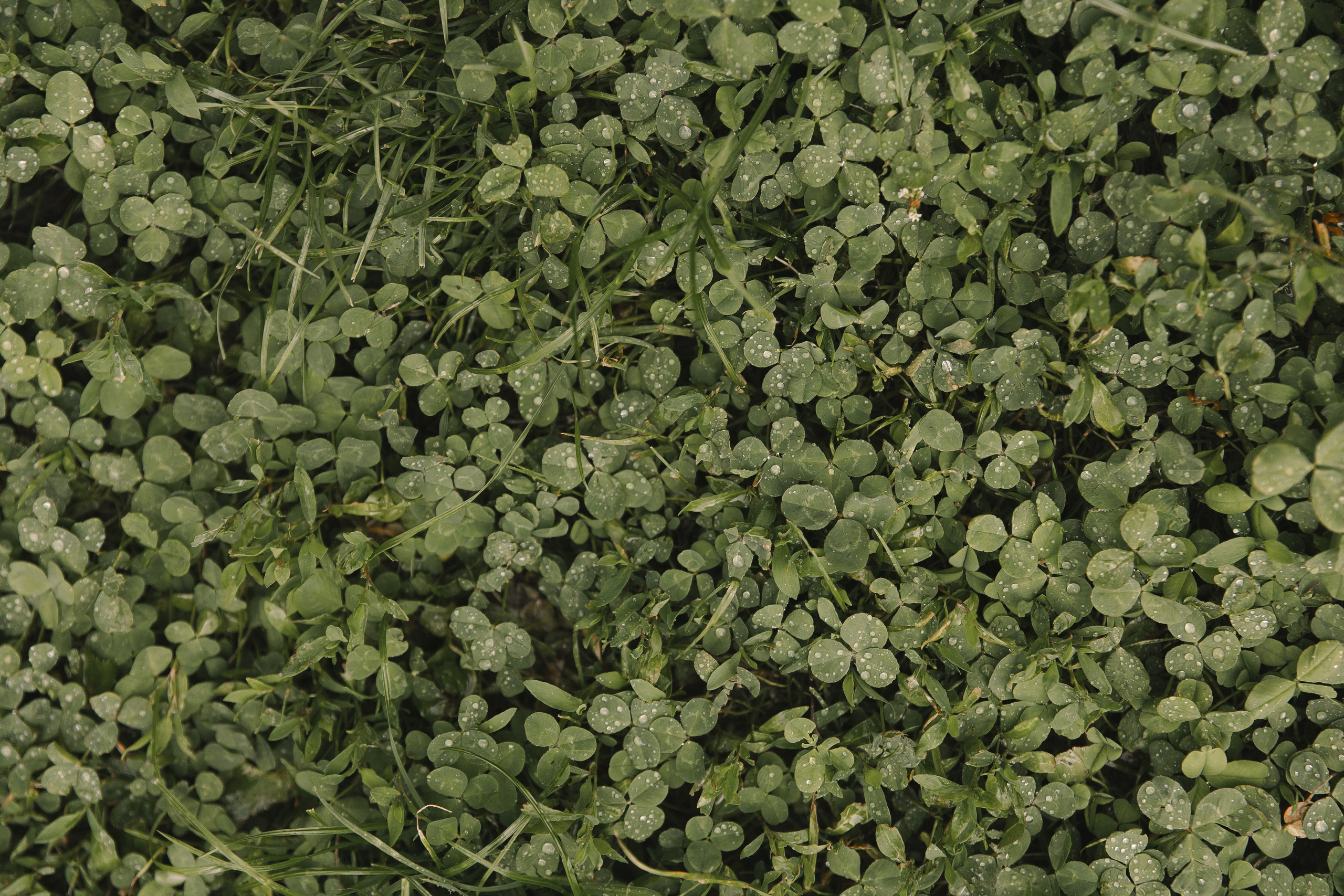 Тимофей да Полюшка. Свадебный фотограф в Москве Дмитрий Левин