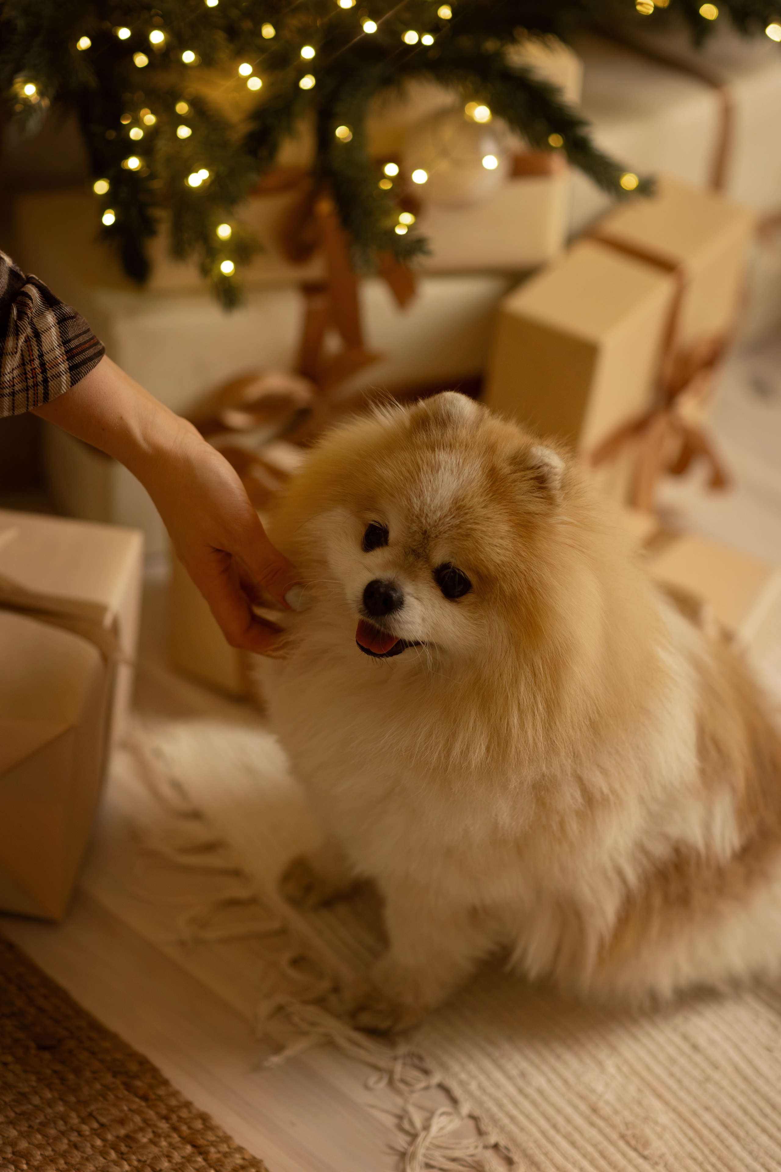 Натали и Арчибальд. Фотограф — Анималист Наталья Тямушева
