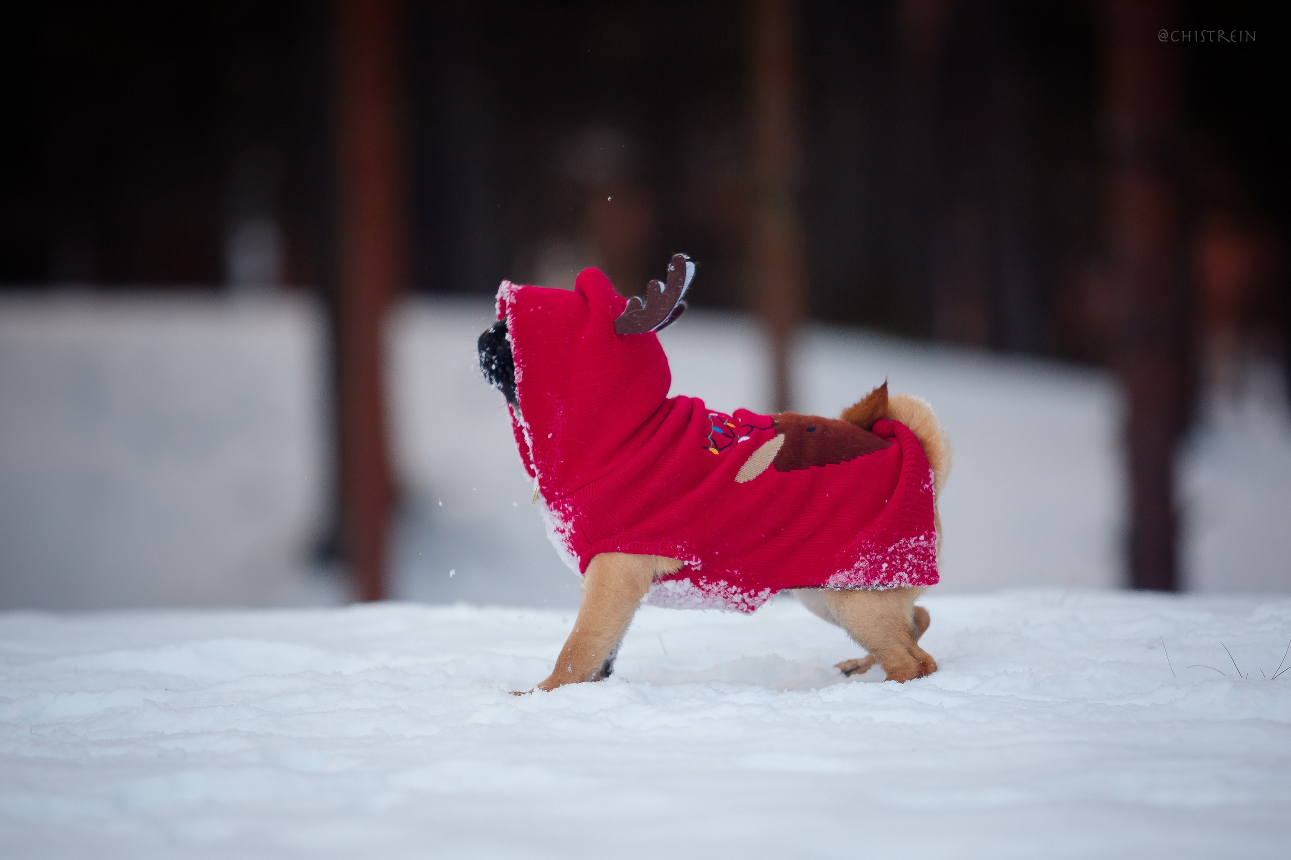 Новогоднее настроение. Роза. Фотограф-анималист Наталия Чистюхина в г. Сосновый Бор и ЛО