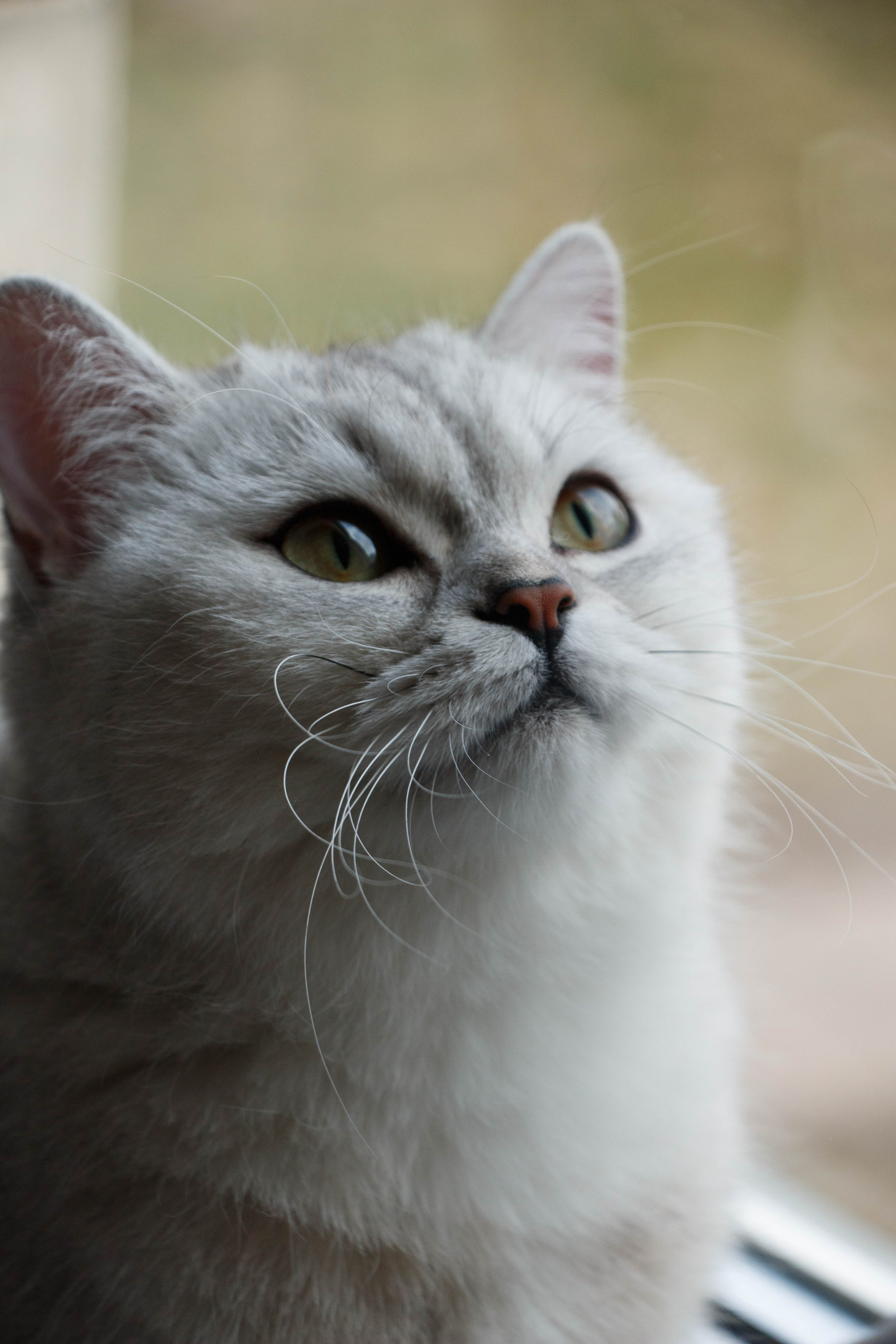 NASTYA & KITTI. Бережно сохраняю ваши чувства и истории на своих фотографиях