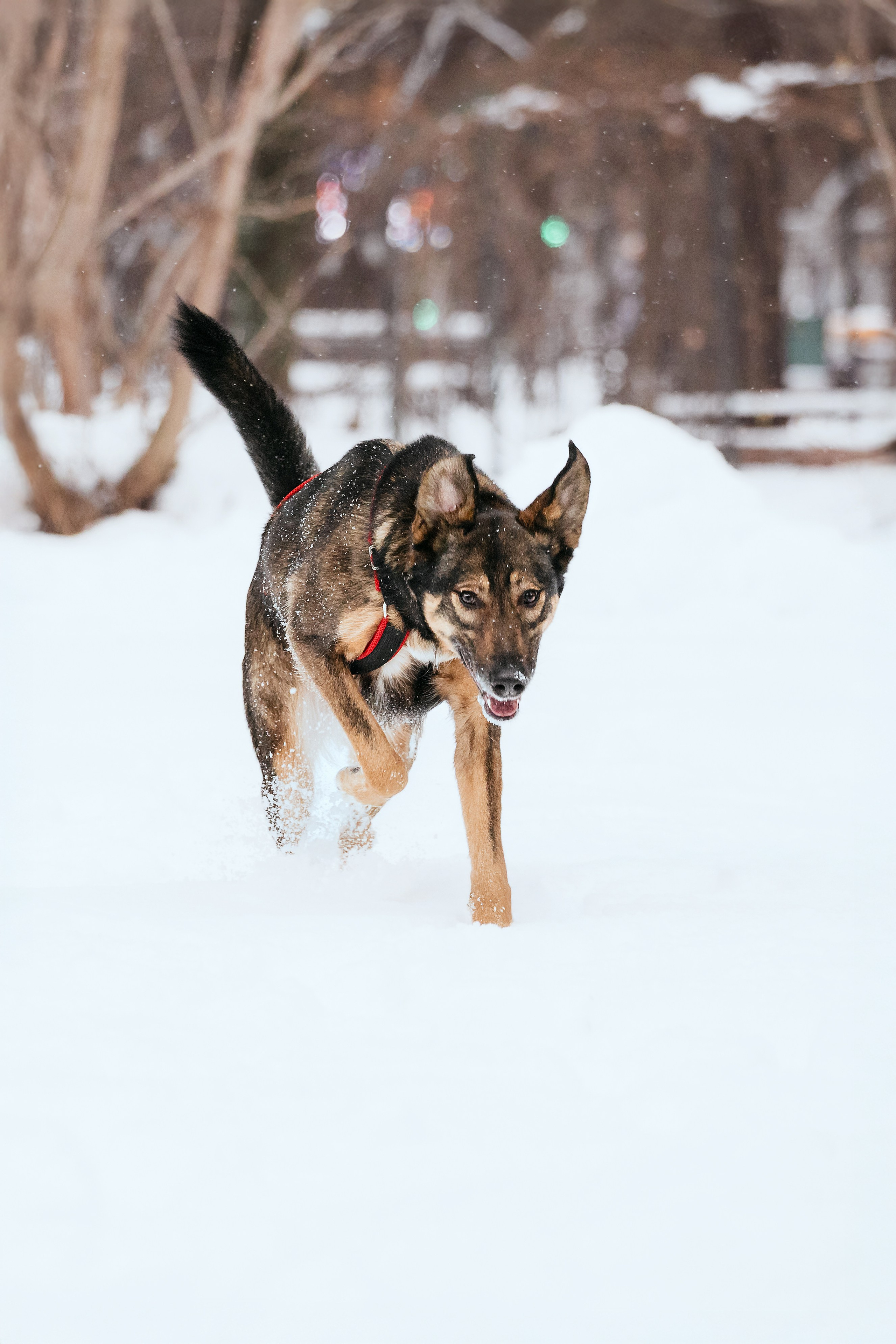 Собаки из приюта Дубовая роща зима. Фотограф-анималист Татьяна Степанова