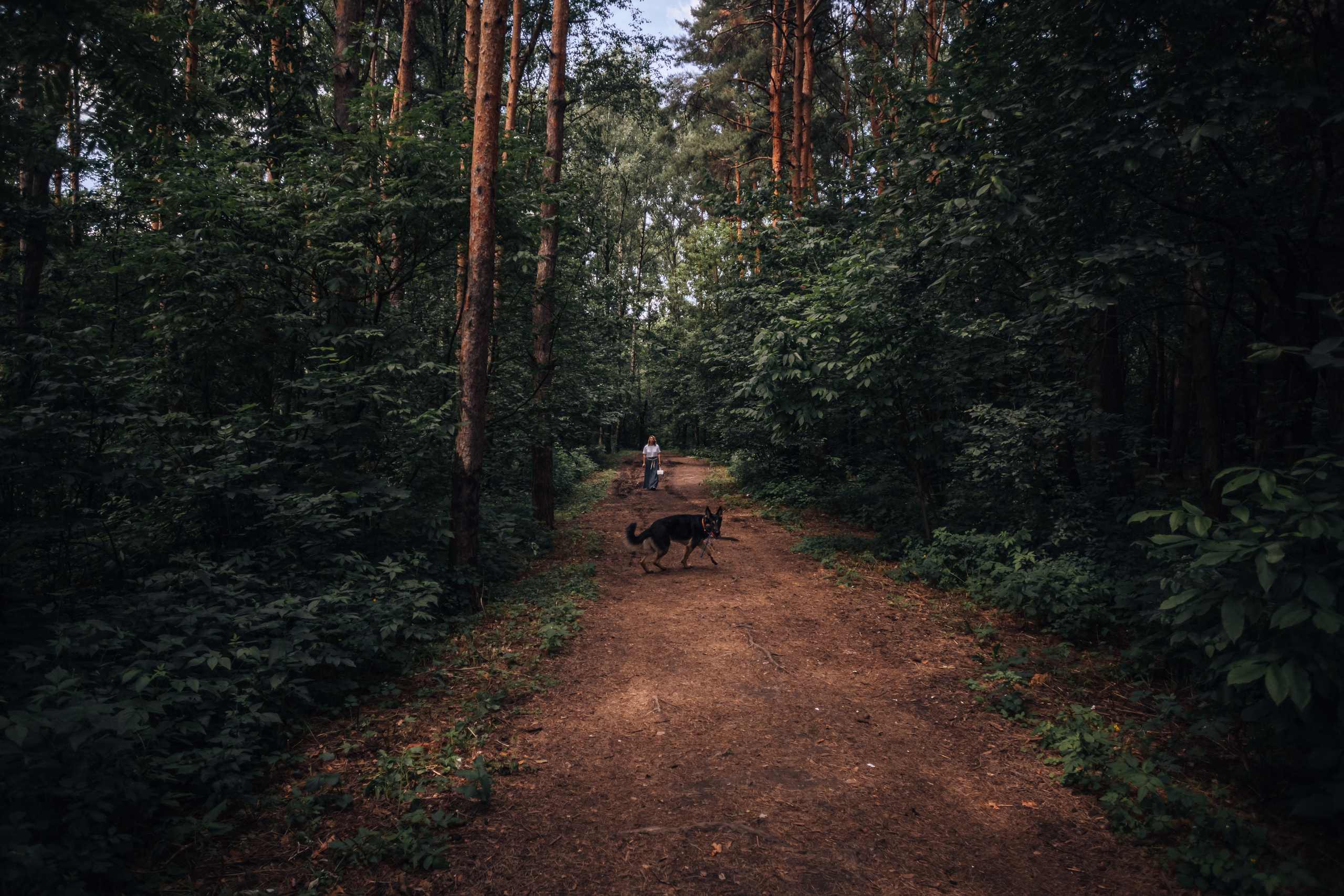 Лесная летняя фотопрогулка. Фотограф-анималист Татьяна Степанова