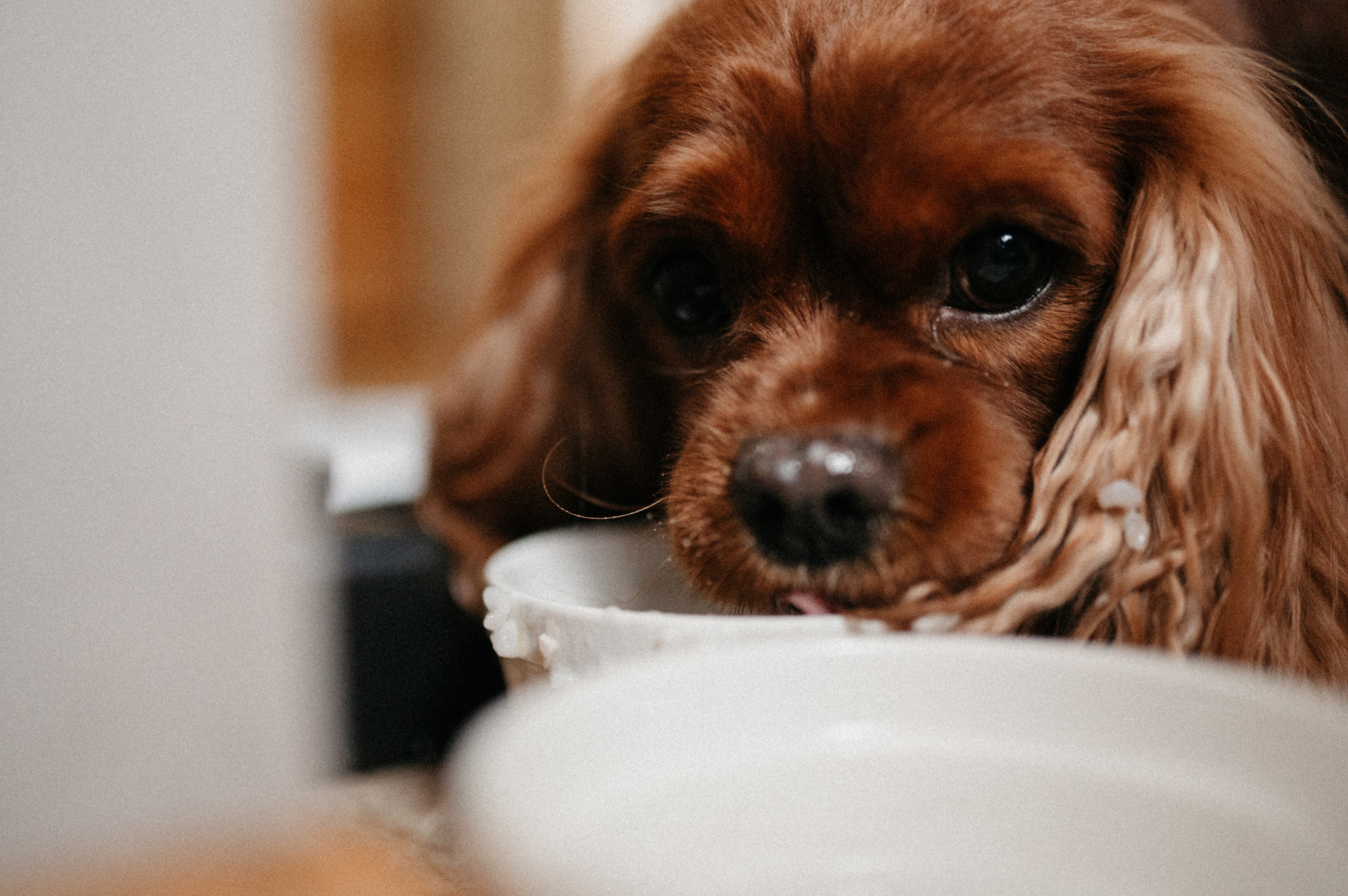 Оля и её меховая банда. Фотограф анималист в Москве Ольга Агушева