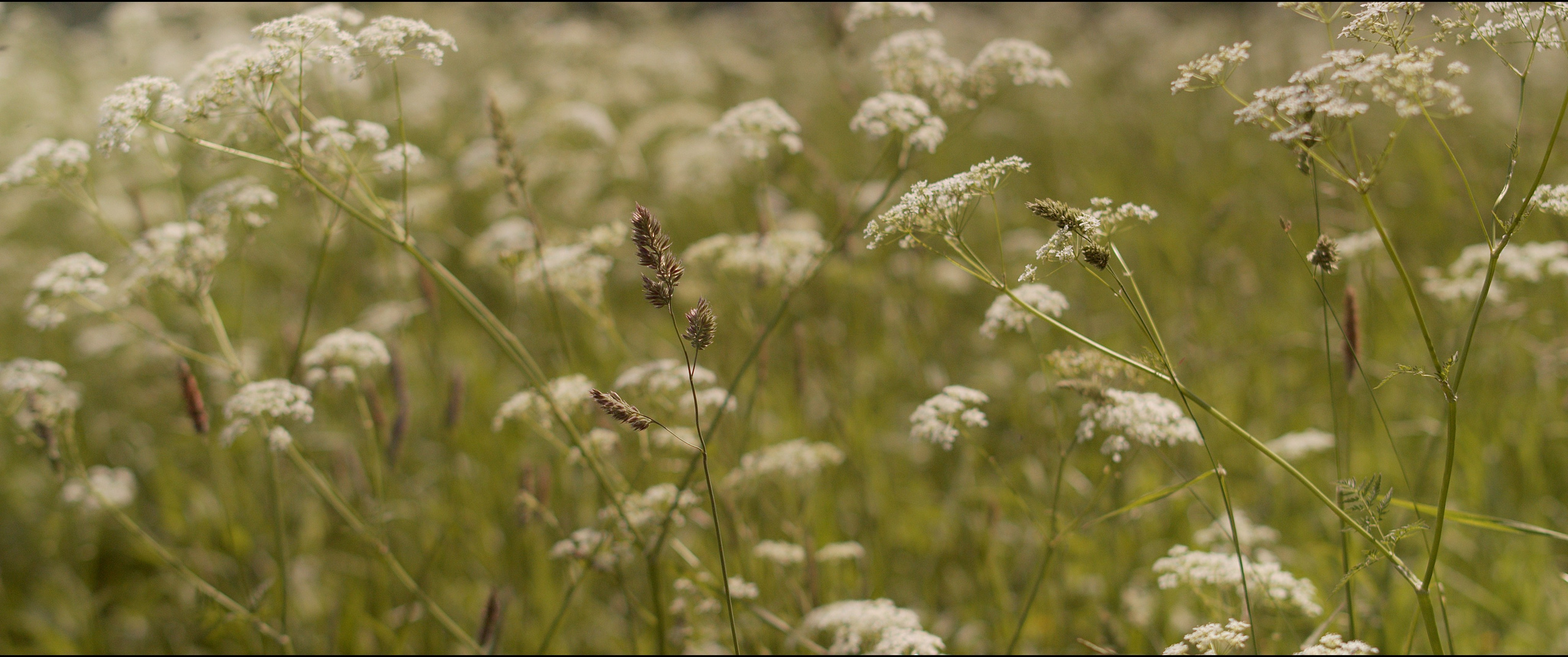 Footage from the interview. Poale Ell Chinese Crested Dog Kennel: Buy a puppy from the kennel