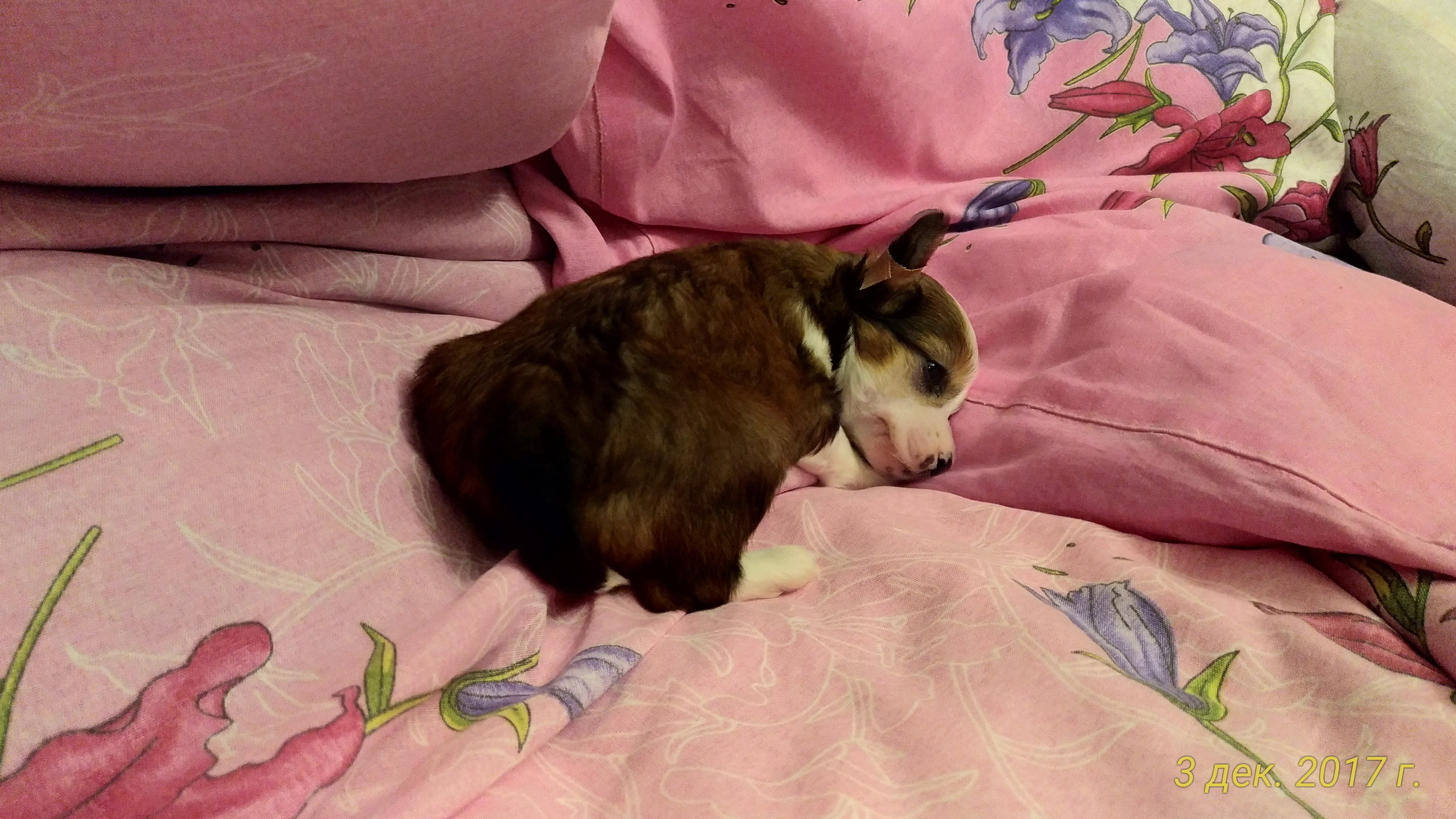 Poale Ell Bell. Chinese Crested Dog Kennel Poale Ell