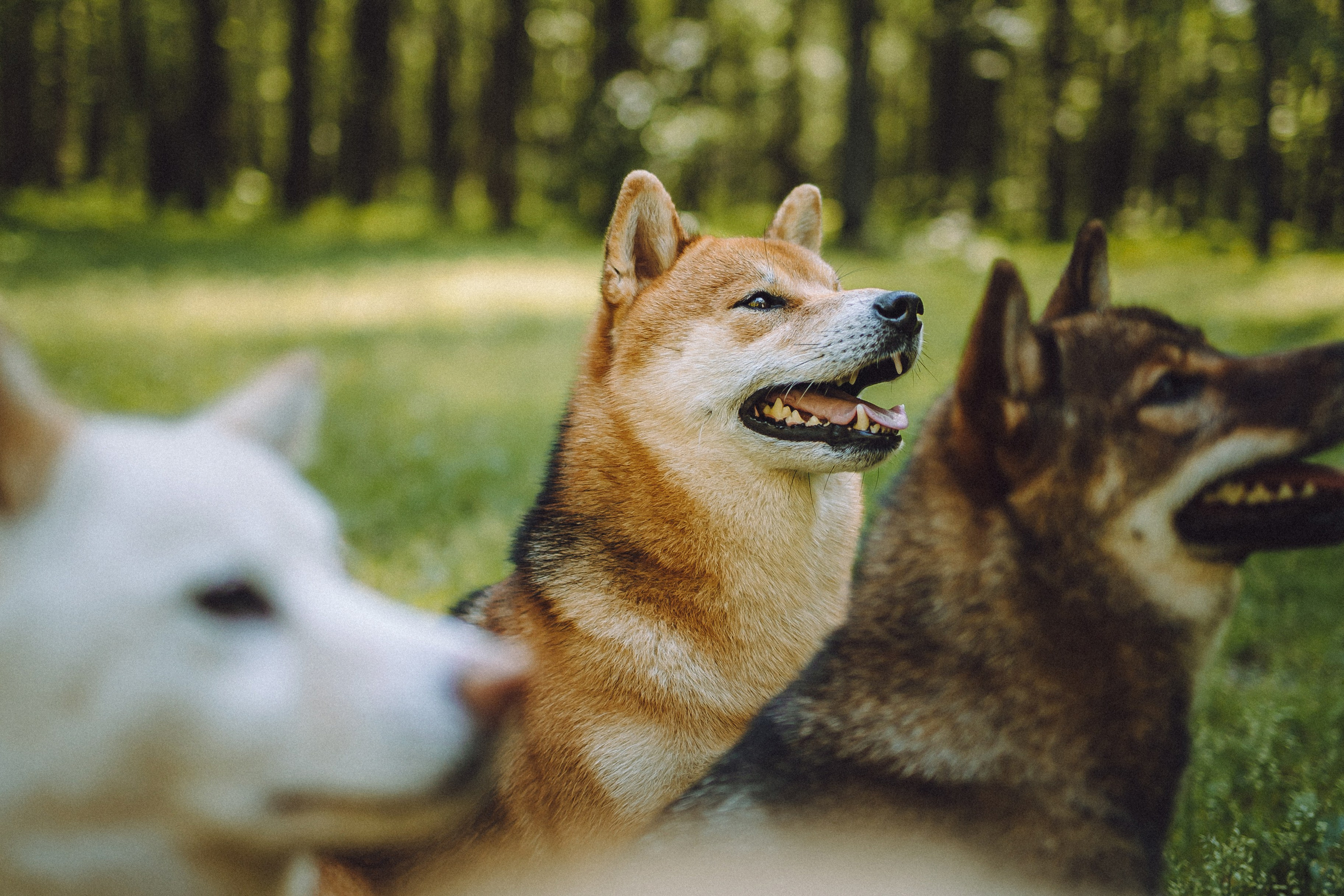 Шед, Цири, Чиби, Цера и их семья