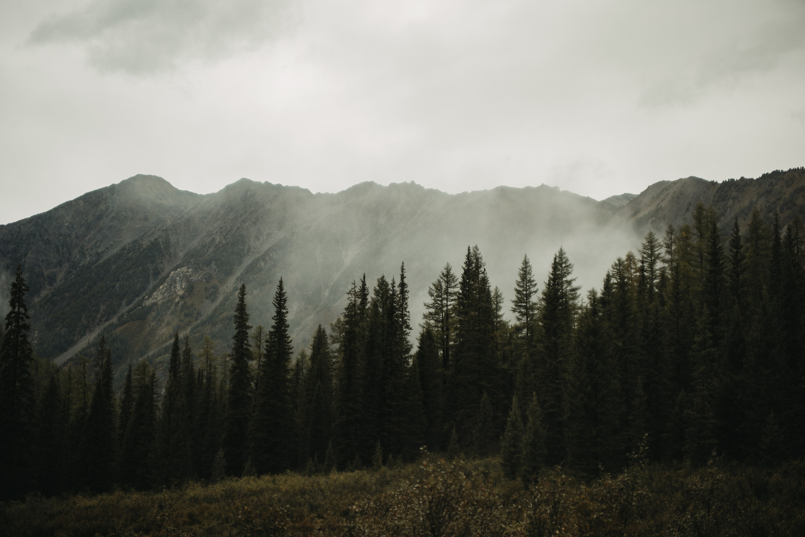 Шавлинские. Главная