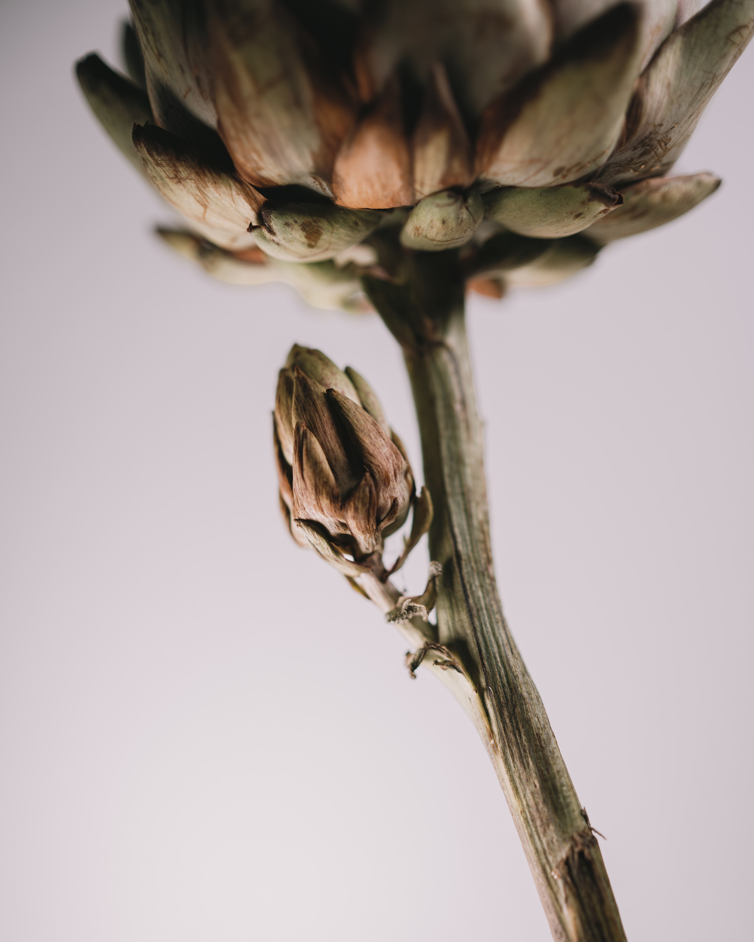 Flowers photoshoots. Zamira Sozieva ~ Portrait Photographer ~ Moscow