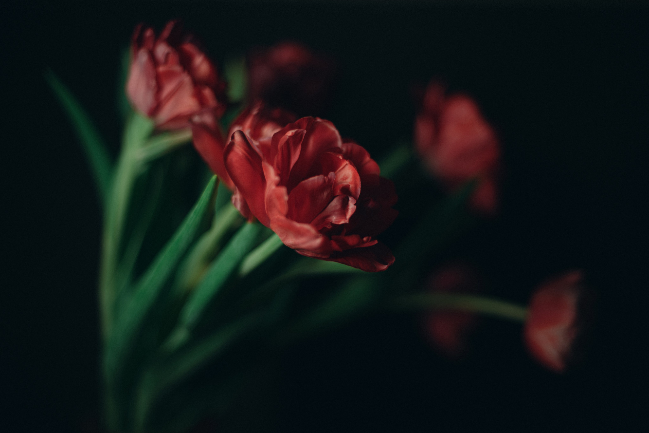 Фотографии цветов и растений. Zamira Sozieva ~ Портретный фотограф ~ Москва