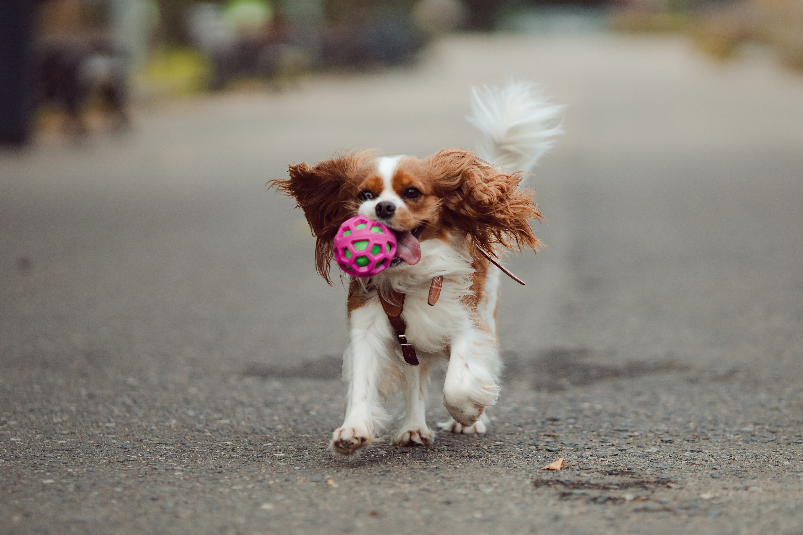 Элли. Художник и Фотограф Тимохина Юлия