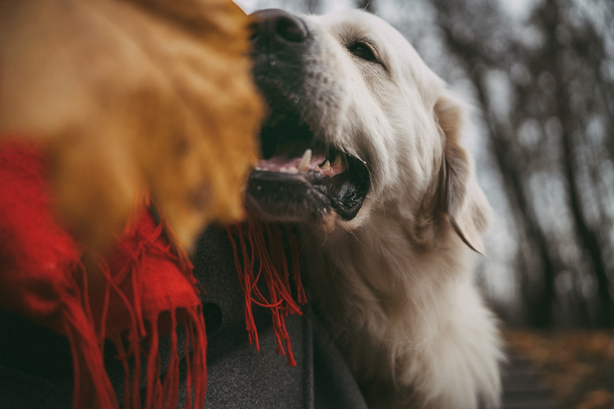 Лена и Мерлин. Фотограф анималист в Москве и Санкт-Петербурге Свиридова Анна
