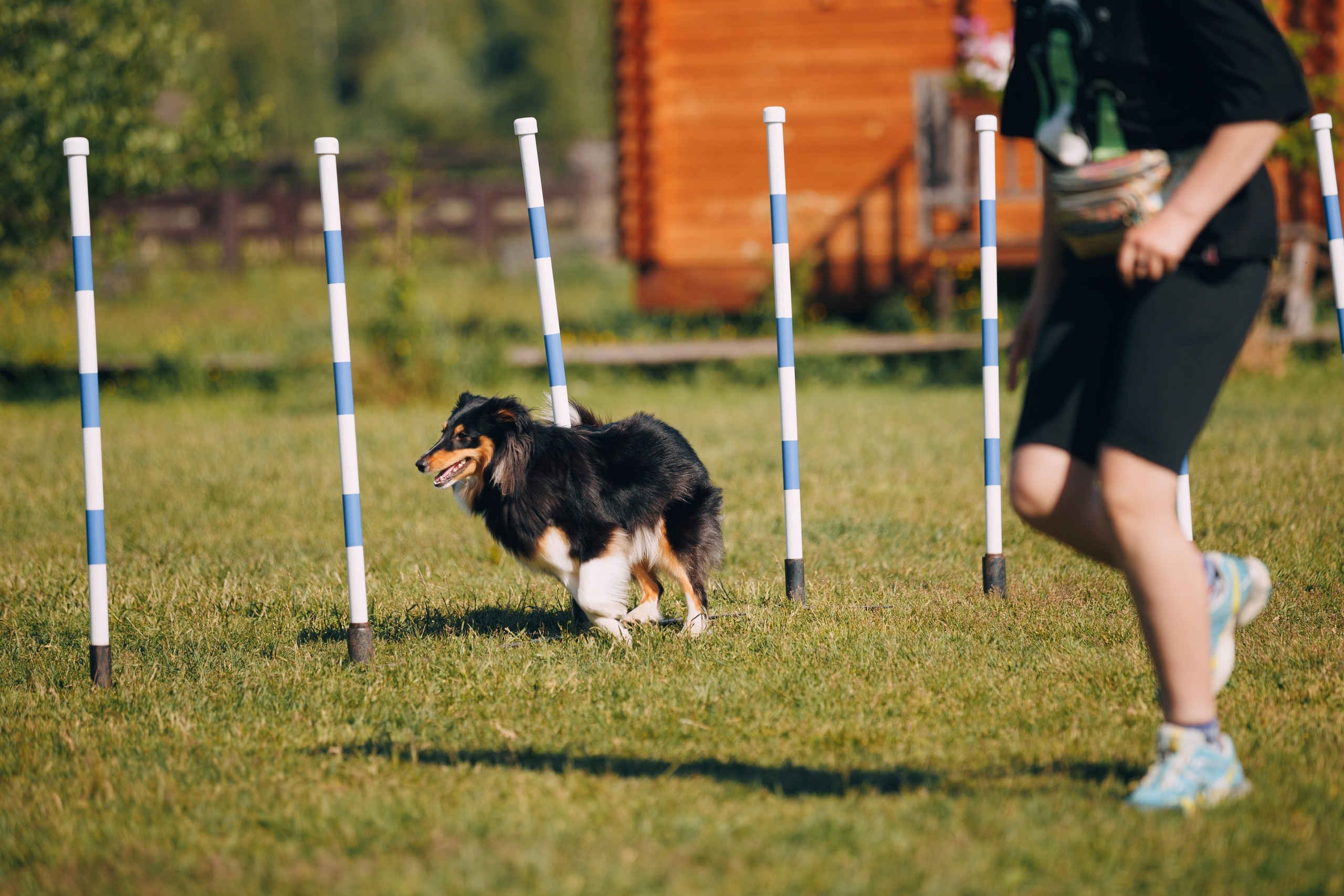 Кинологический лагерь в Горыныче. Фотограф анималист Кристина Карпова, Москва
