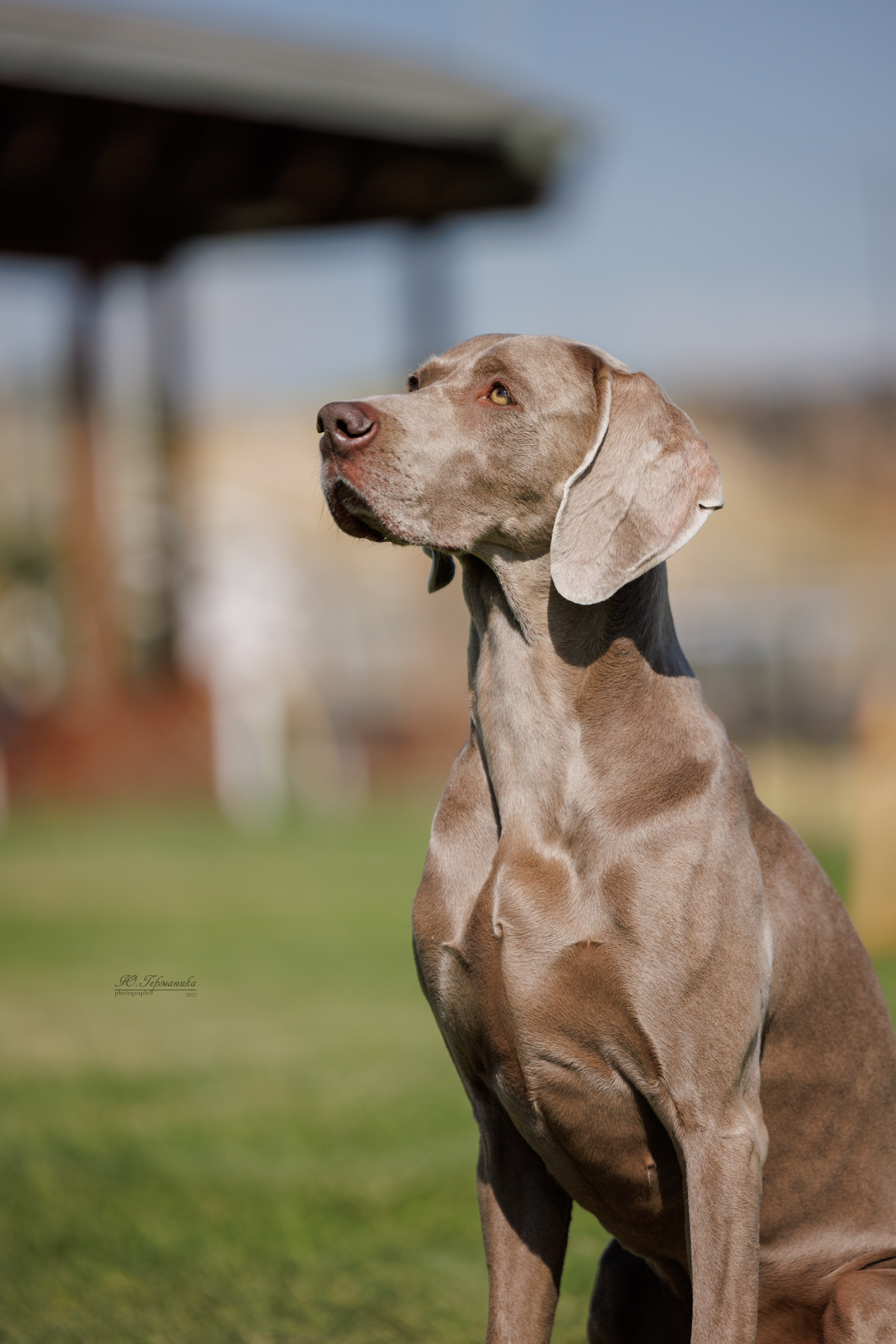 Ереван 3хCACIB 23-25.06.2025. Фотограф-анималист Юлия Германика