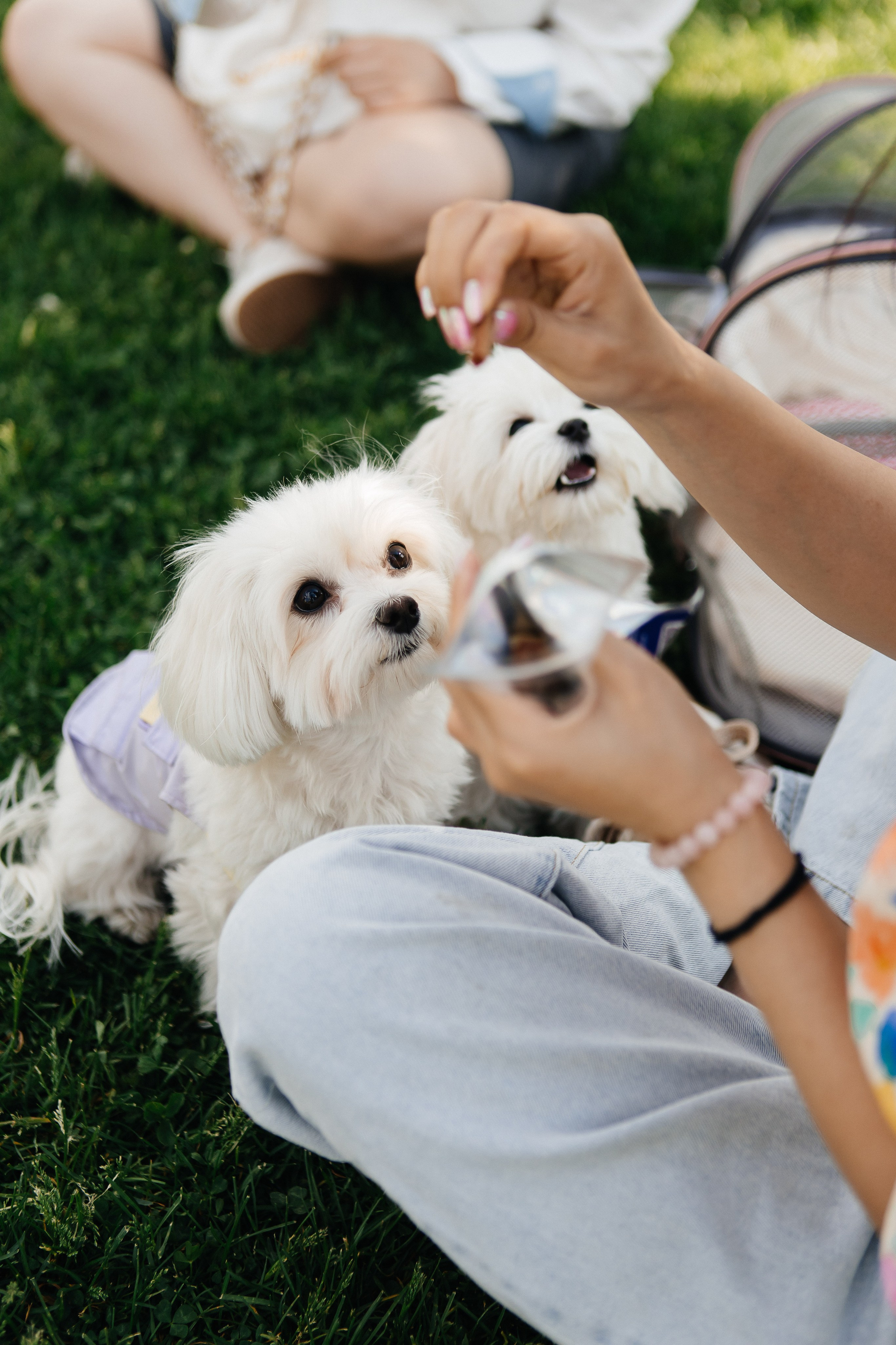 ФЕСТИВАЛЬ VK «ЛАПКИ» | 2025, МОСКВА. Five Media — репортажный фотограф Москва | Мск