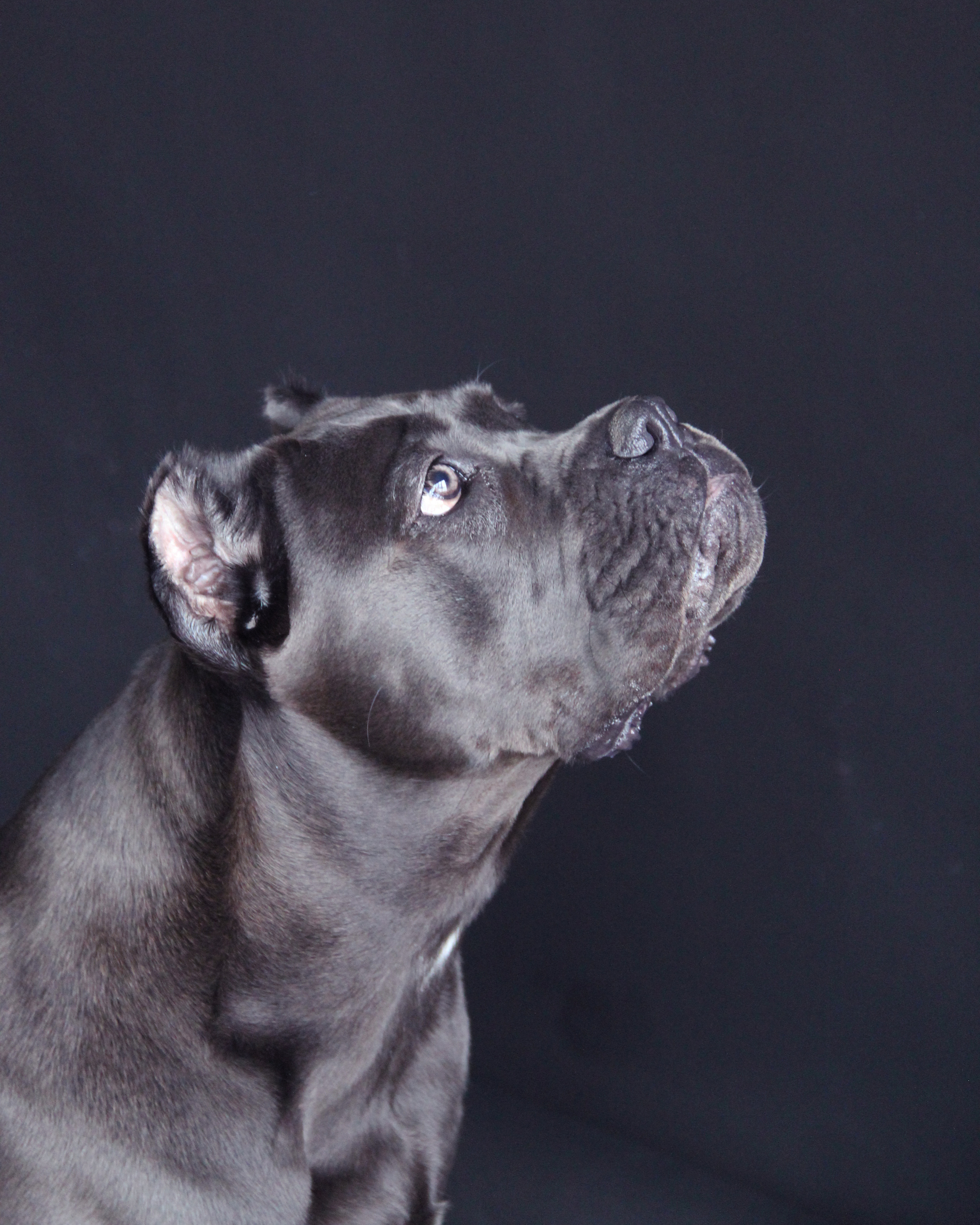 Великолепная Харли и её хозяева. Фотограф Алёна Толмачева. Воронеж