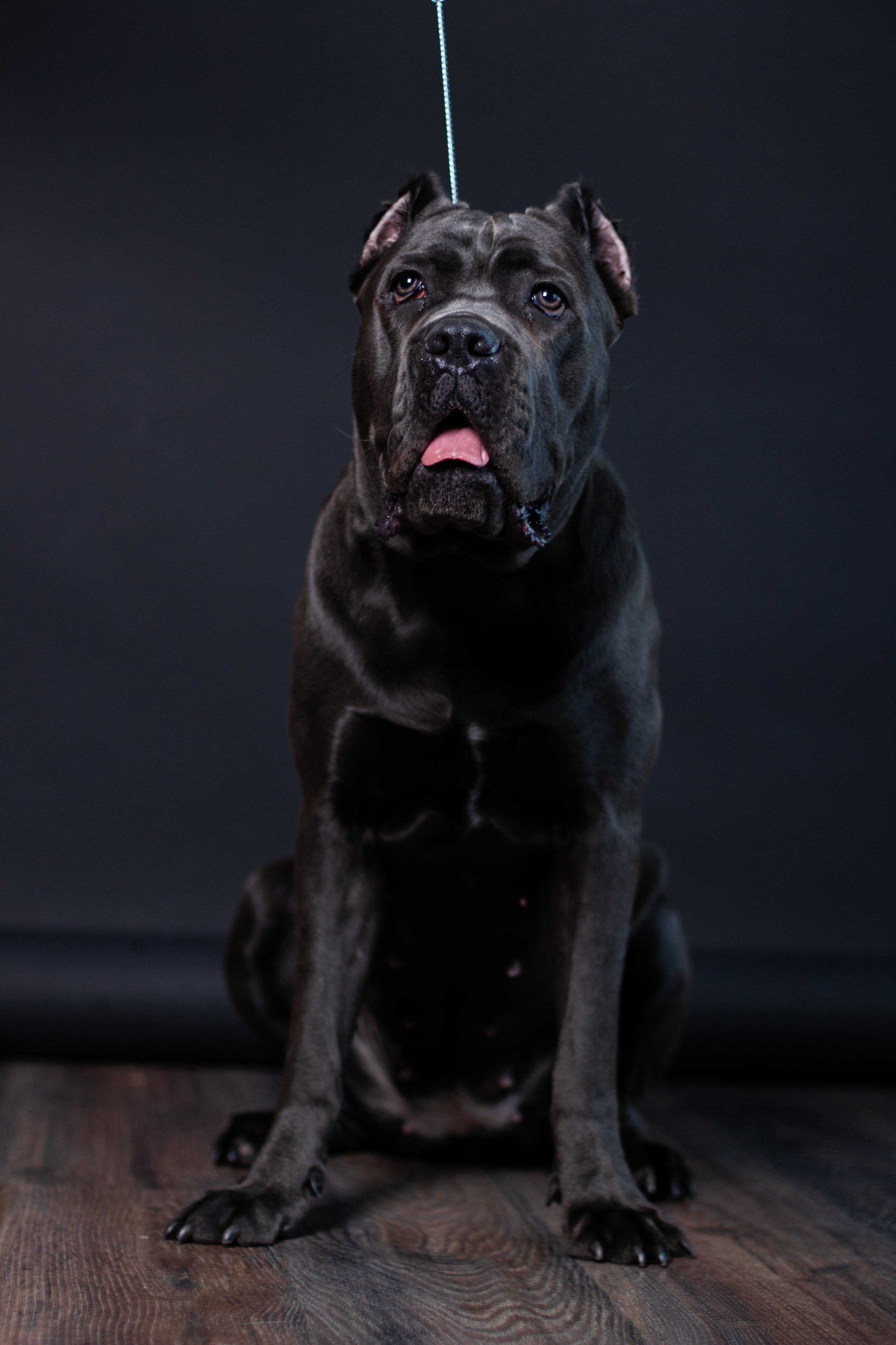 Великолепная Харли и её хозяева. Фотограф Алёна Толмачева. Воронеж