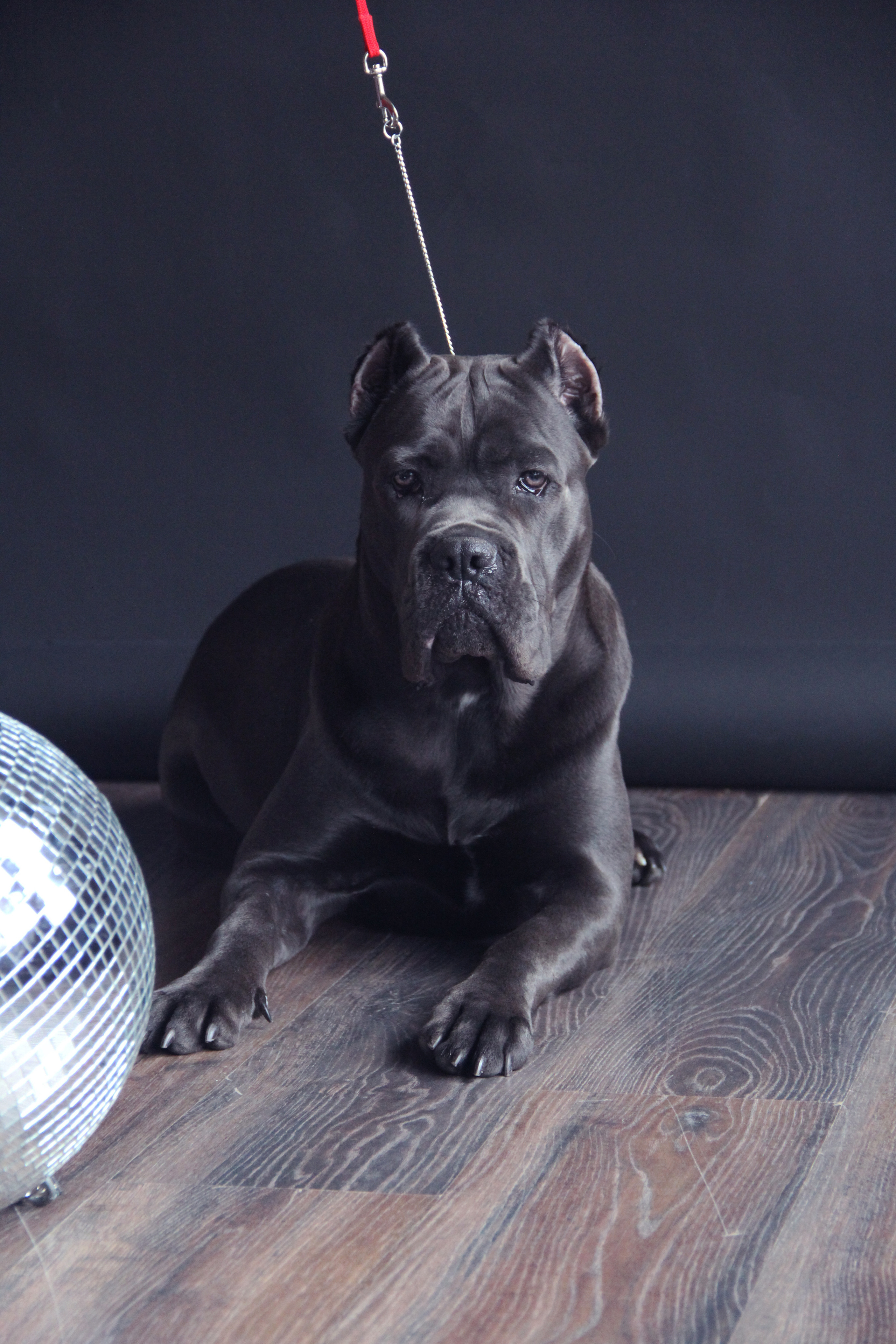 Великолепная Харли и её хозяева. Фотограф Алёна Толмачева. Воронеж