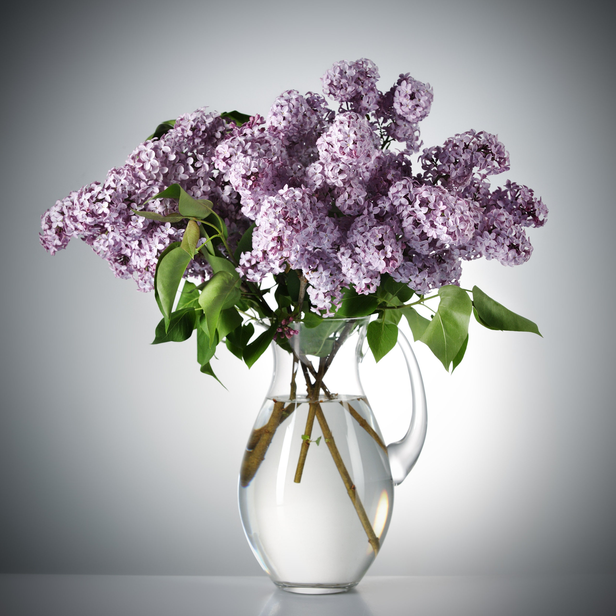 Цветы. Фотограф Мария Кольцова