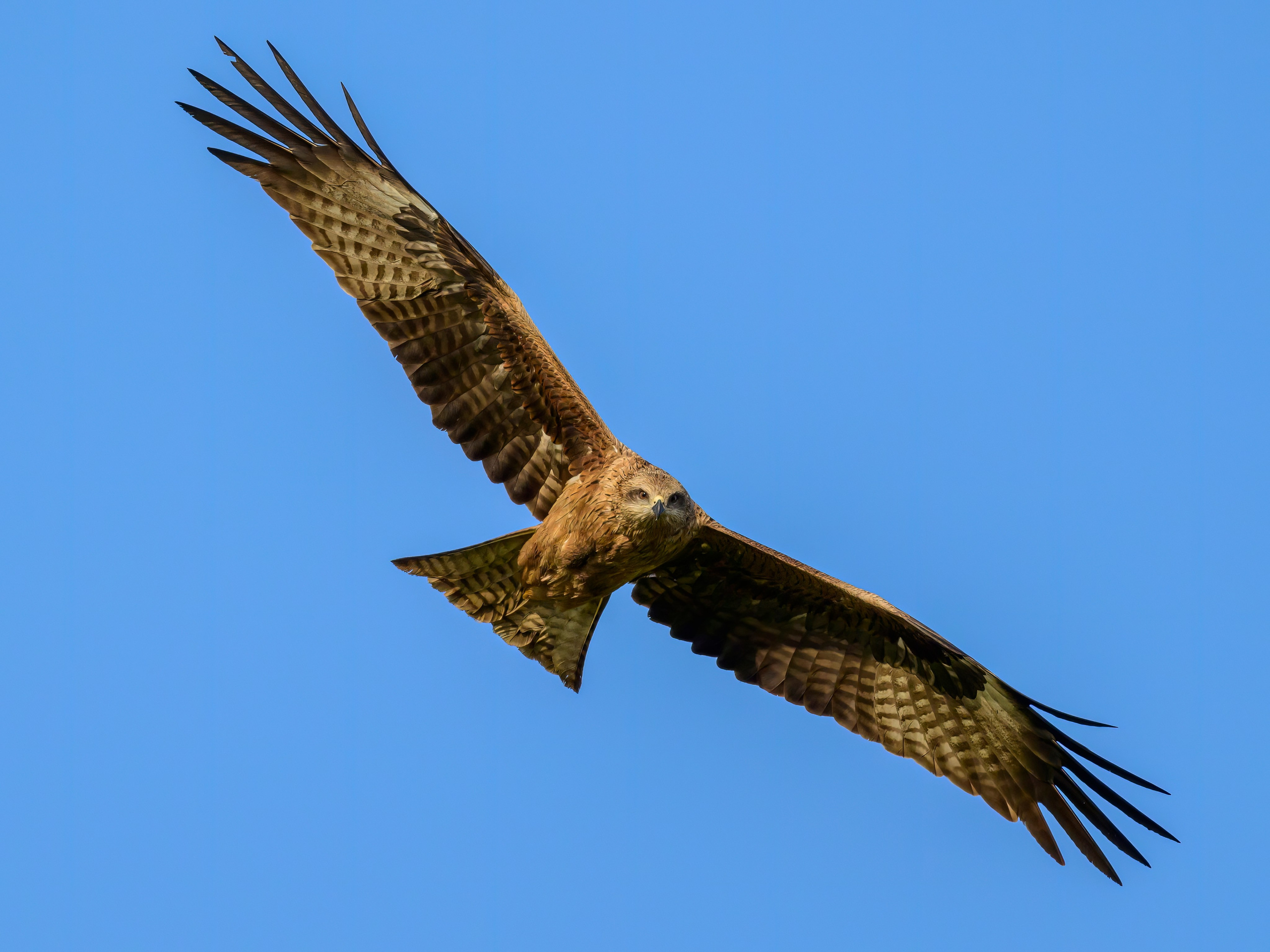 Сова в снежную бурю. Wildlife photography by Sergey Puponin