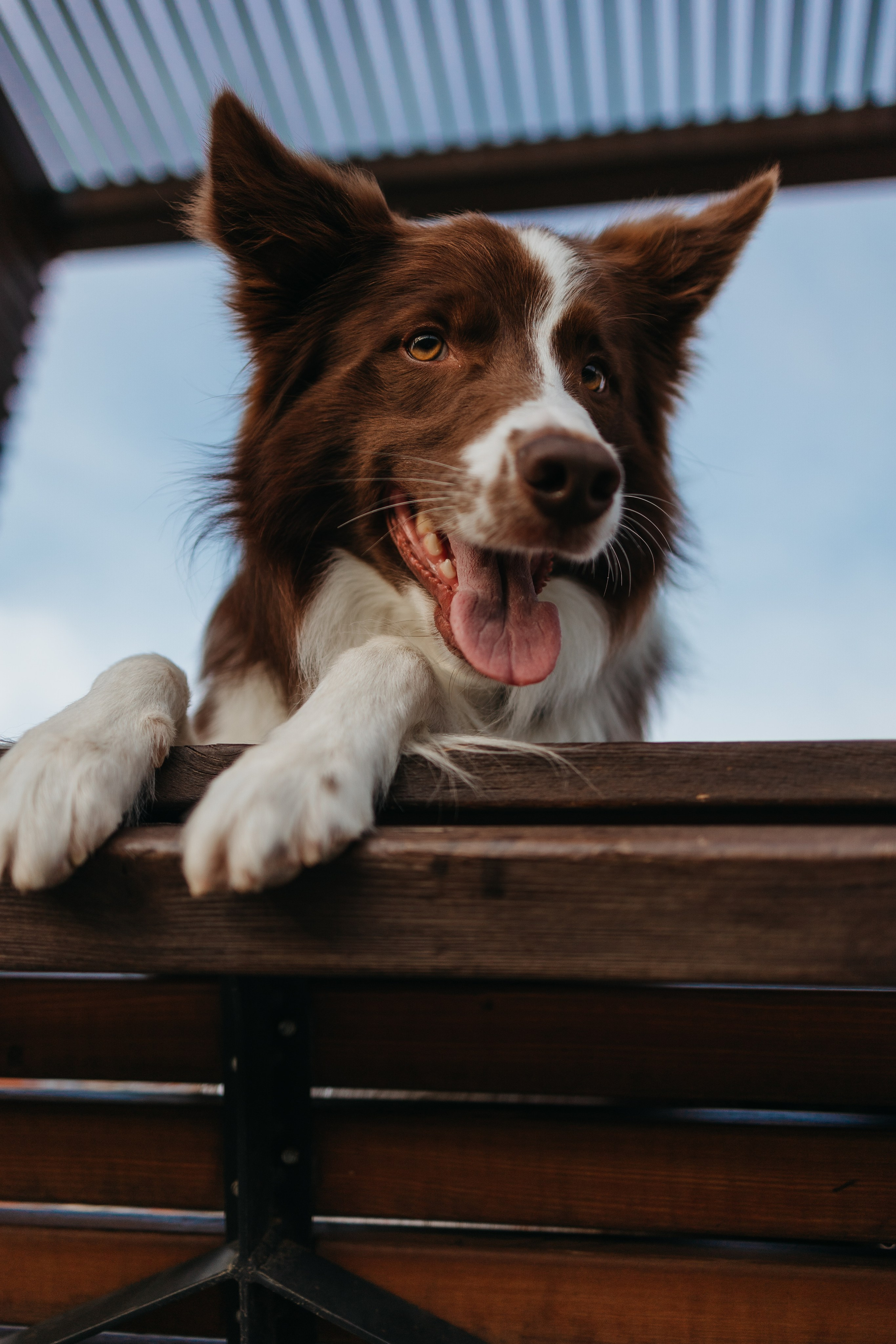 Маша и Тори. Фотограф — анималист Светлана Кысса|фотограф собак в Краснодаре и Нижнем Новгороде
