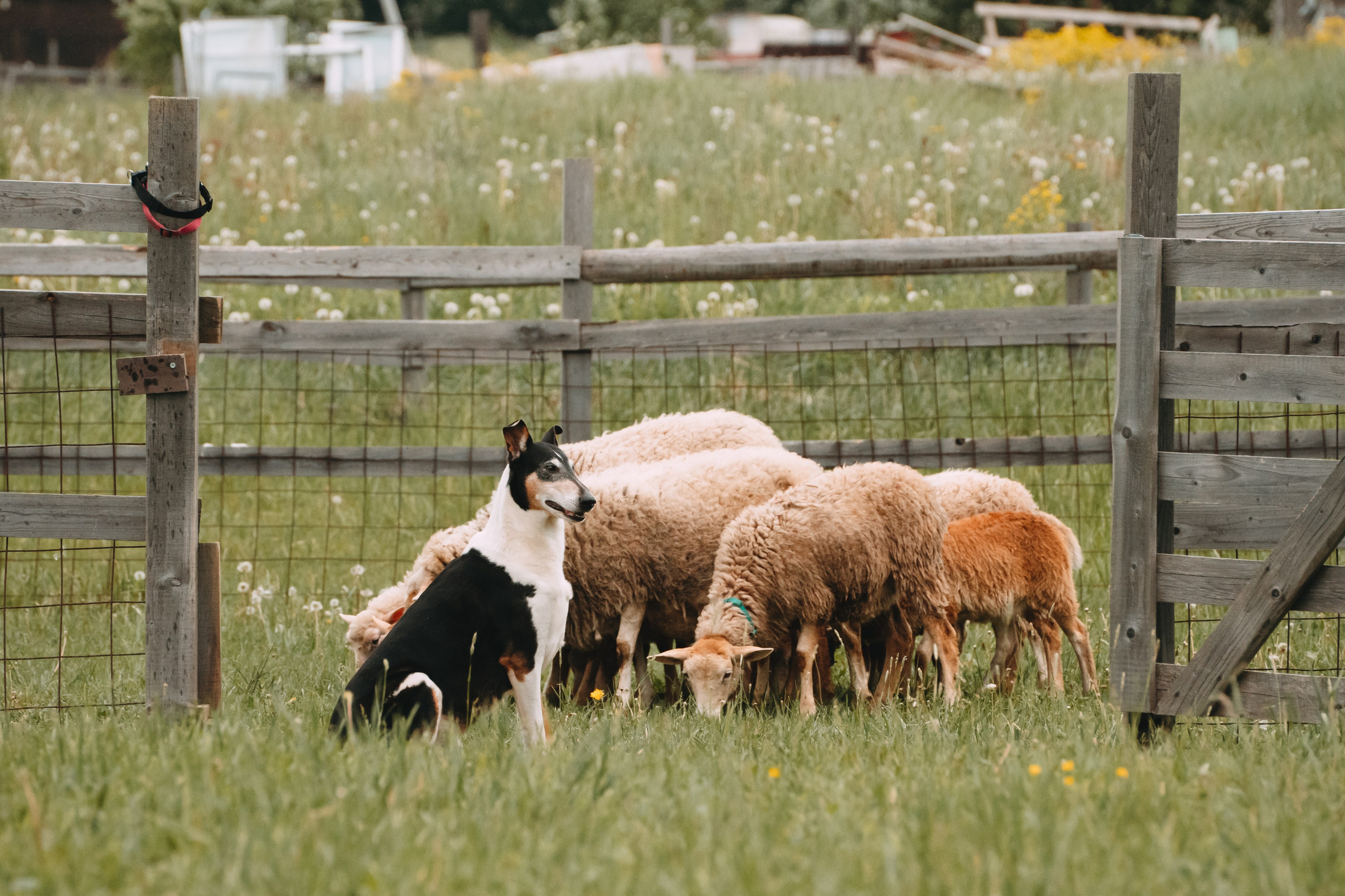 Состязания по пастушьей службе 1-2.06.24, Заостровье. Фотограф-анималист Анастасия Большакова