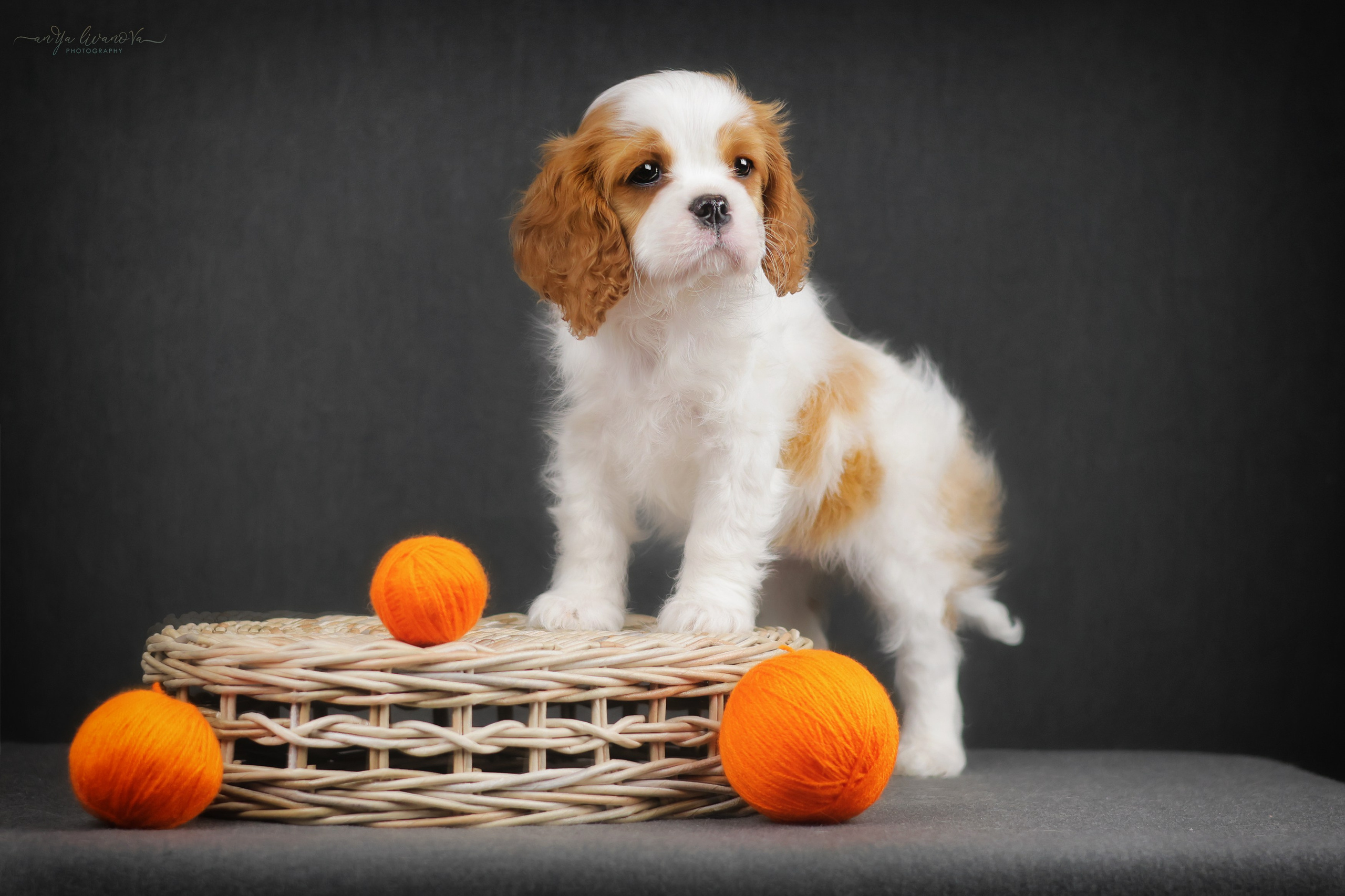Кавалерчики. Фотограф анималист Аня Ливанова | Рыбинск