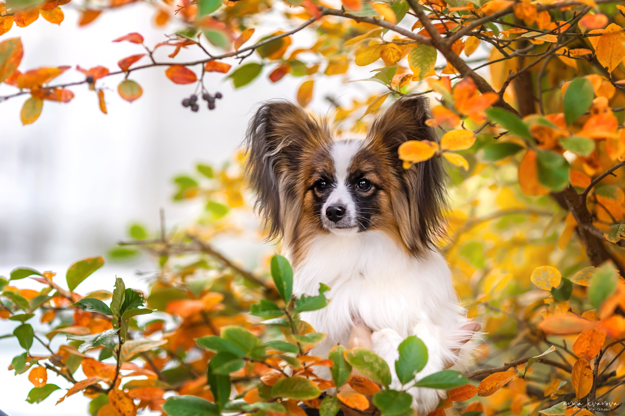 Хьюстон. Фотограф анималист Аня Ливанова | Рыбинск