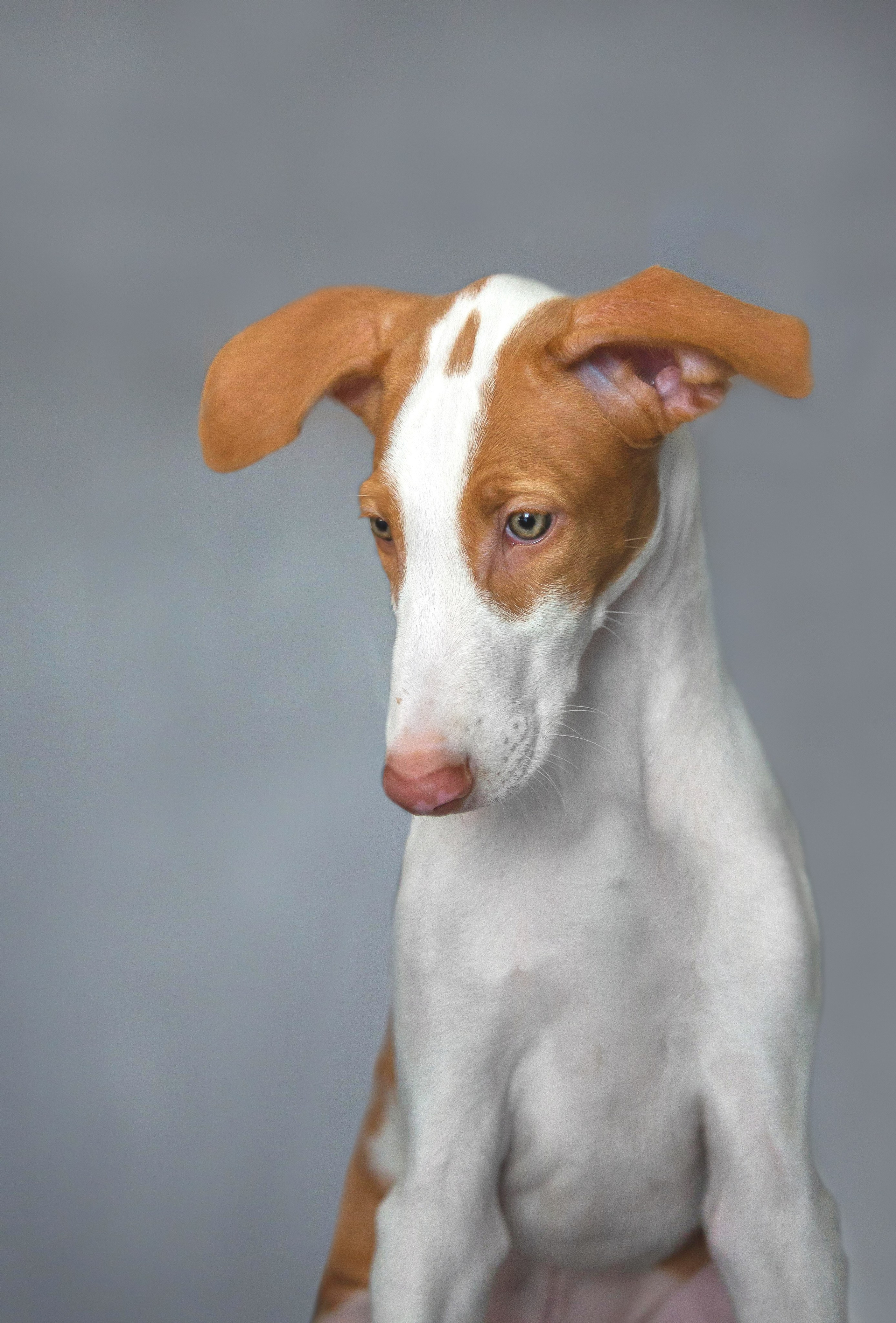 Поденко Ибиценко. Https://moshkovaphoto.ru/