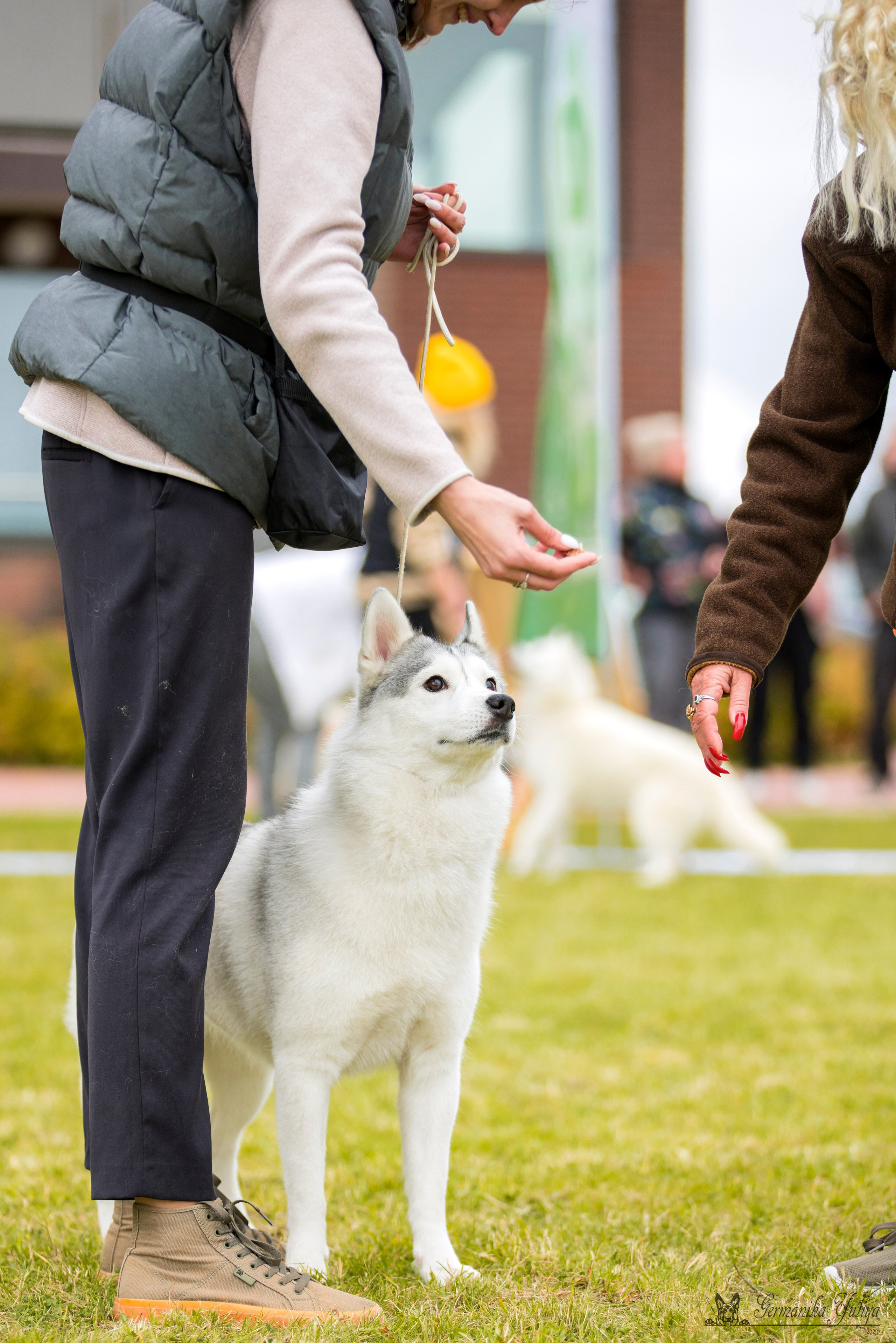 Переславль 9-10.09.2023. Фотограф-анималист Юлия Германика