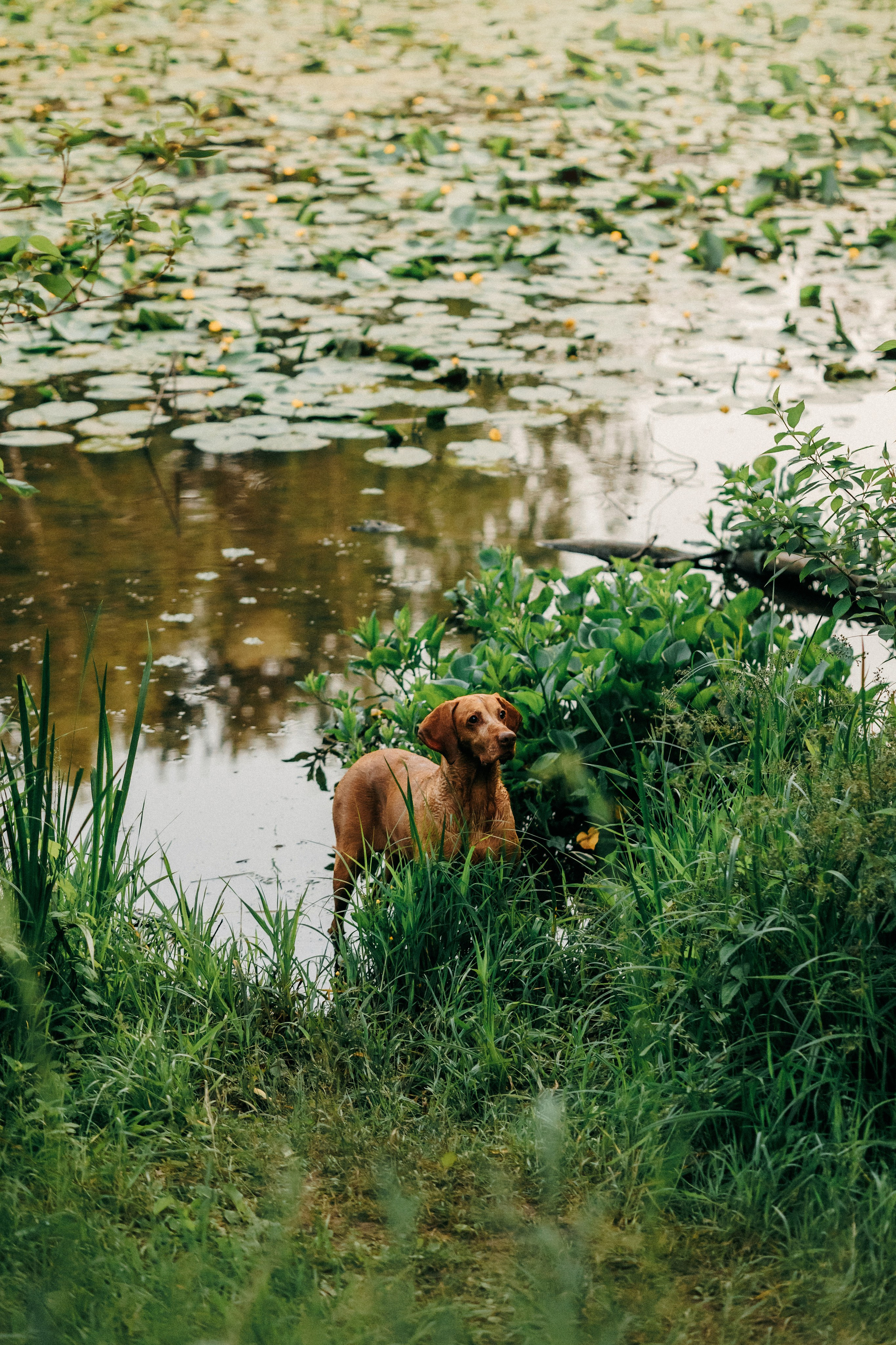 Марина, Глеб, Мая и Чили. Фотограф-анималист Елена Радченко, Москва