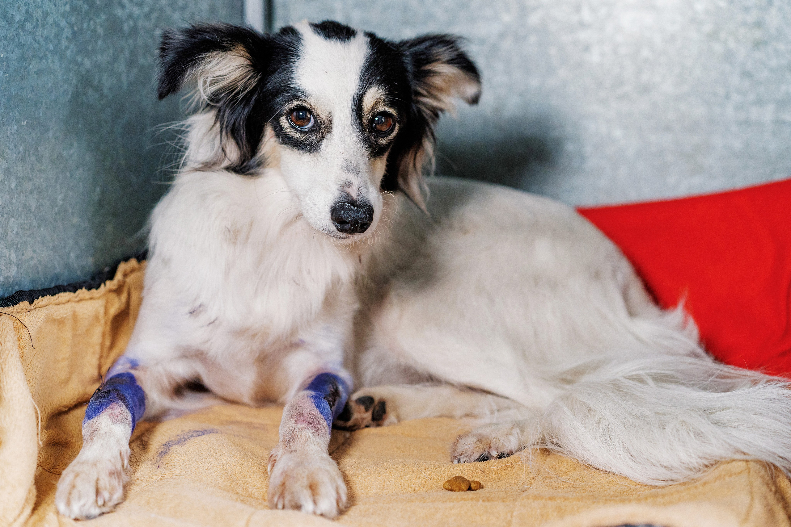 Vet clinic. Nina Petina