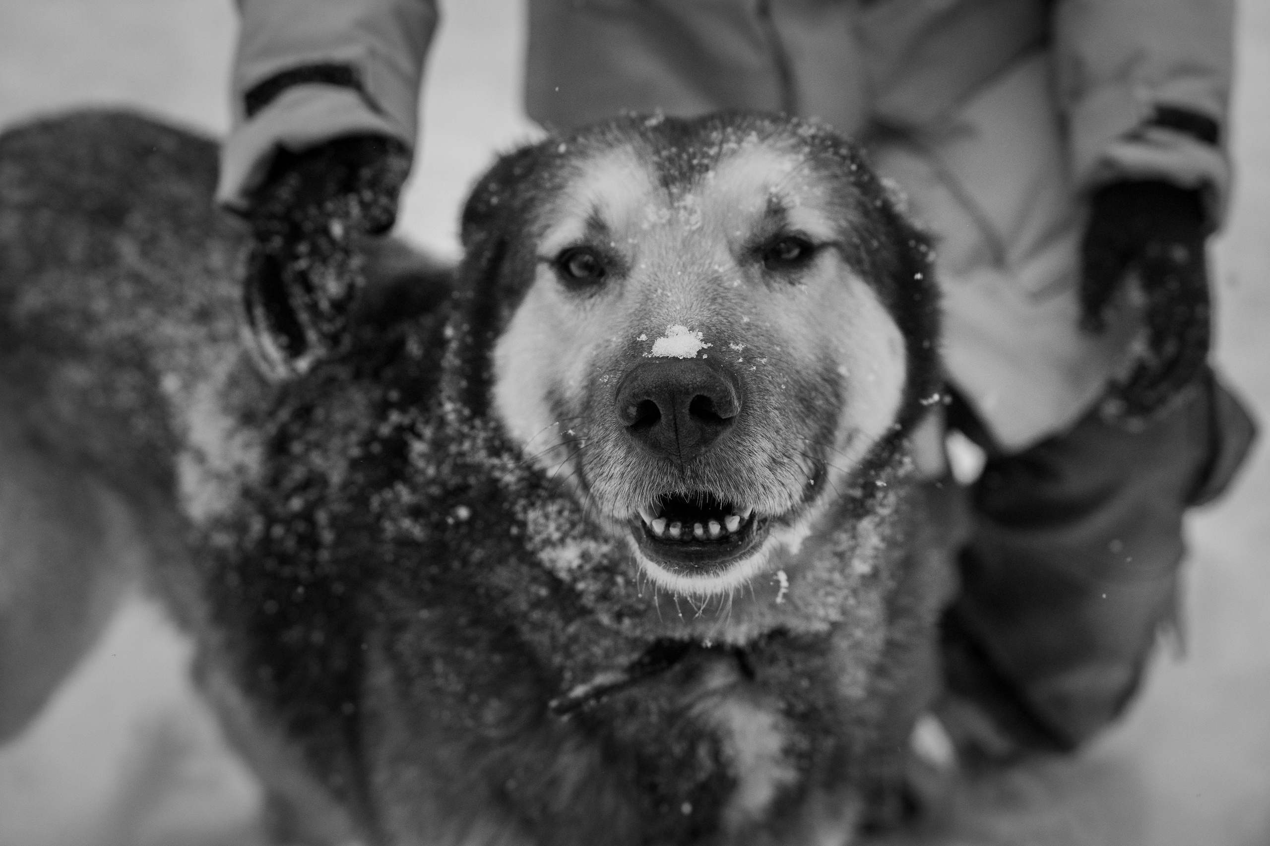 Зимняя фотосессия в лесу. Портретный фотограф Олеся Владимирова в Москве