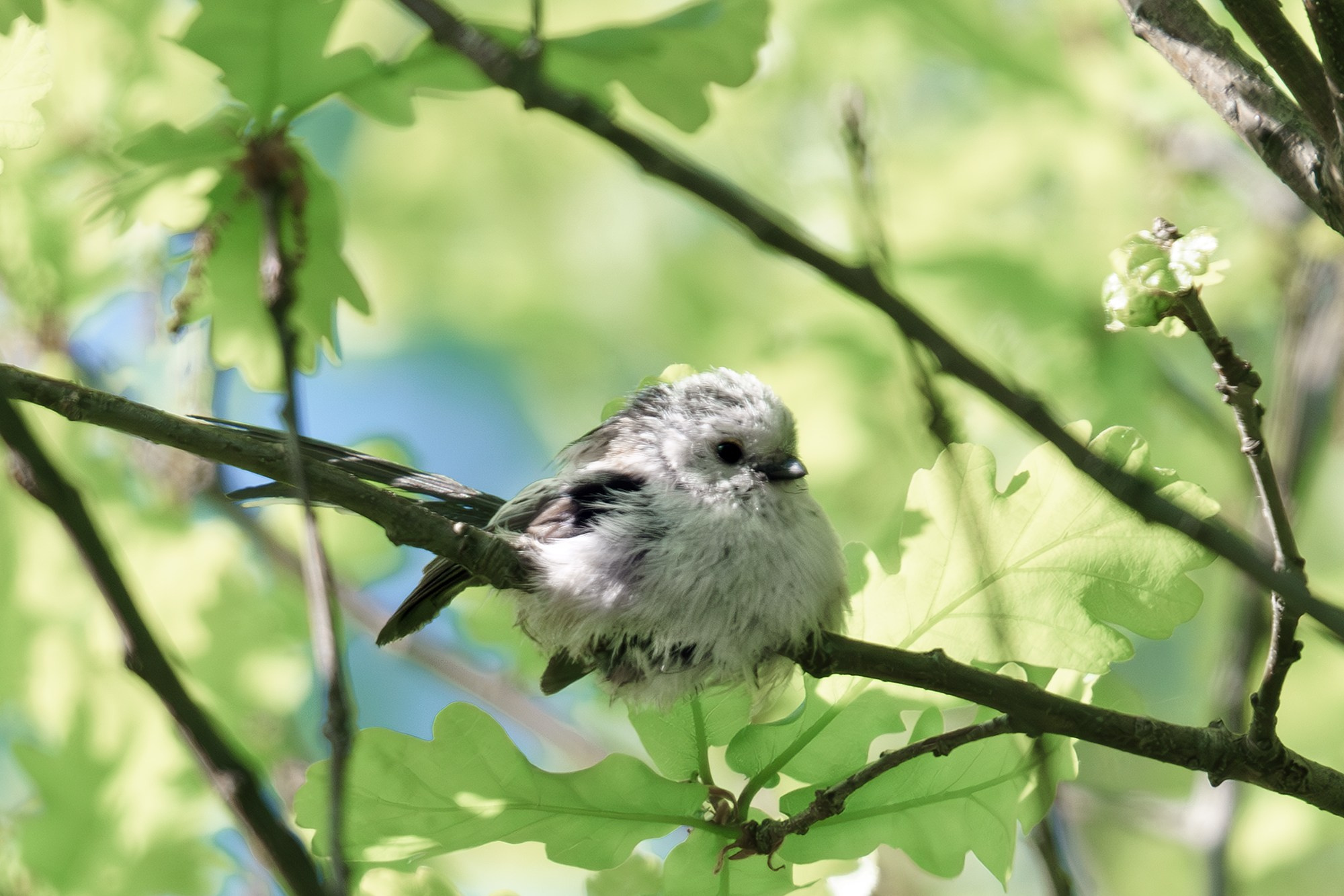 Удивительные мир птиц. Вокруг нас столько прекрасного — присмотритесь!. Ваш личный фотограф Марина Волкова