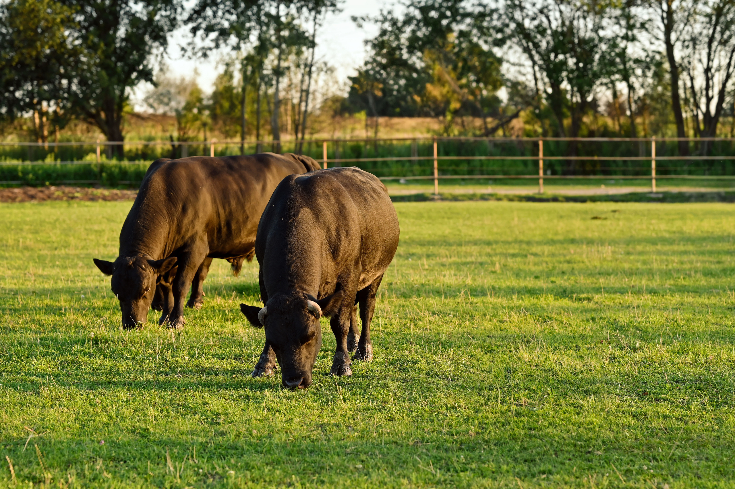 Пастушка. Семейный фотограф в г. Воскресенск Наталия Молева