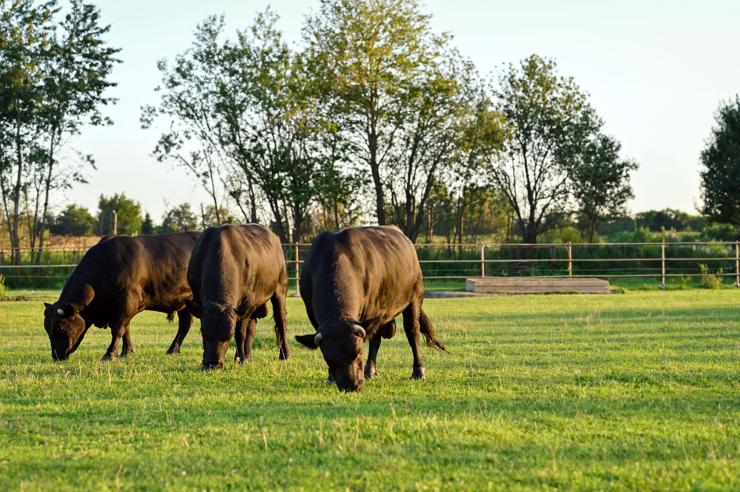 Пастушка. Семейный фотограф в г. Воскресенск Наталия Молева