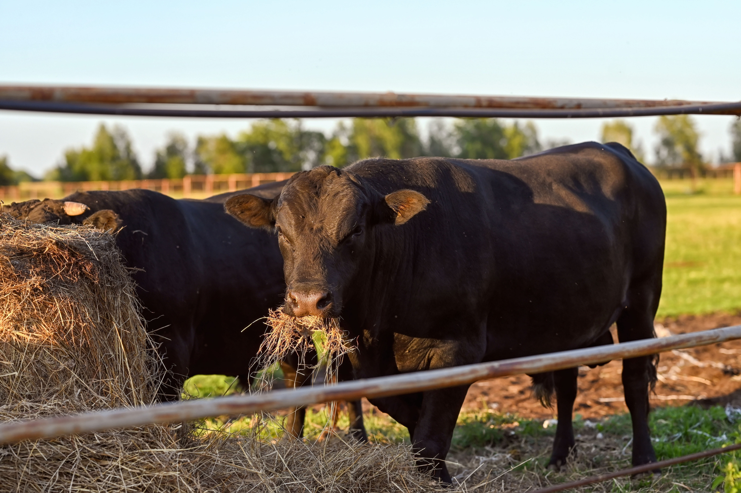 Пастушка. Семейный фотограф в г. Воскресенск Наталия Молева