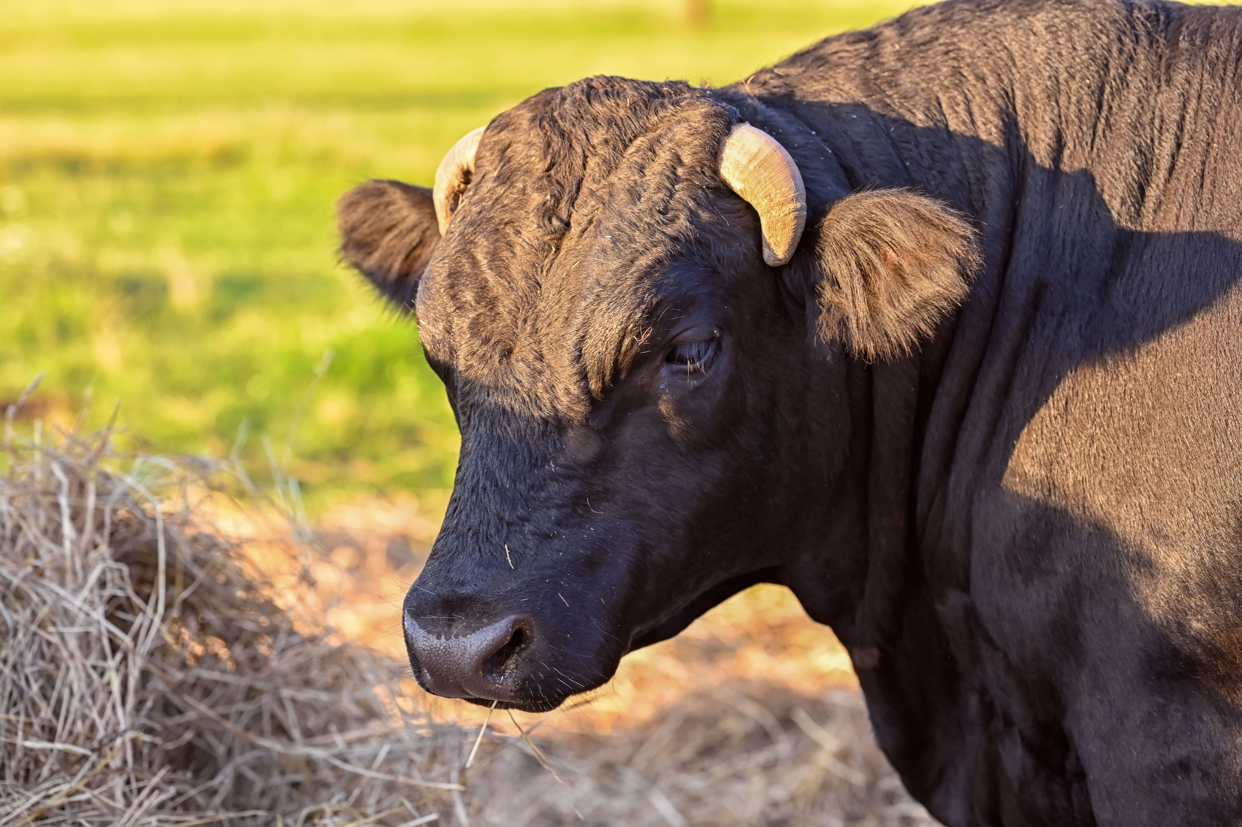 Пастушка. Семейный фотограф в г. Воскресенск Наталия Молева