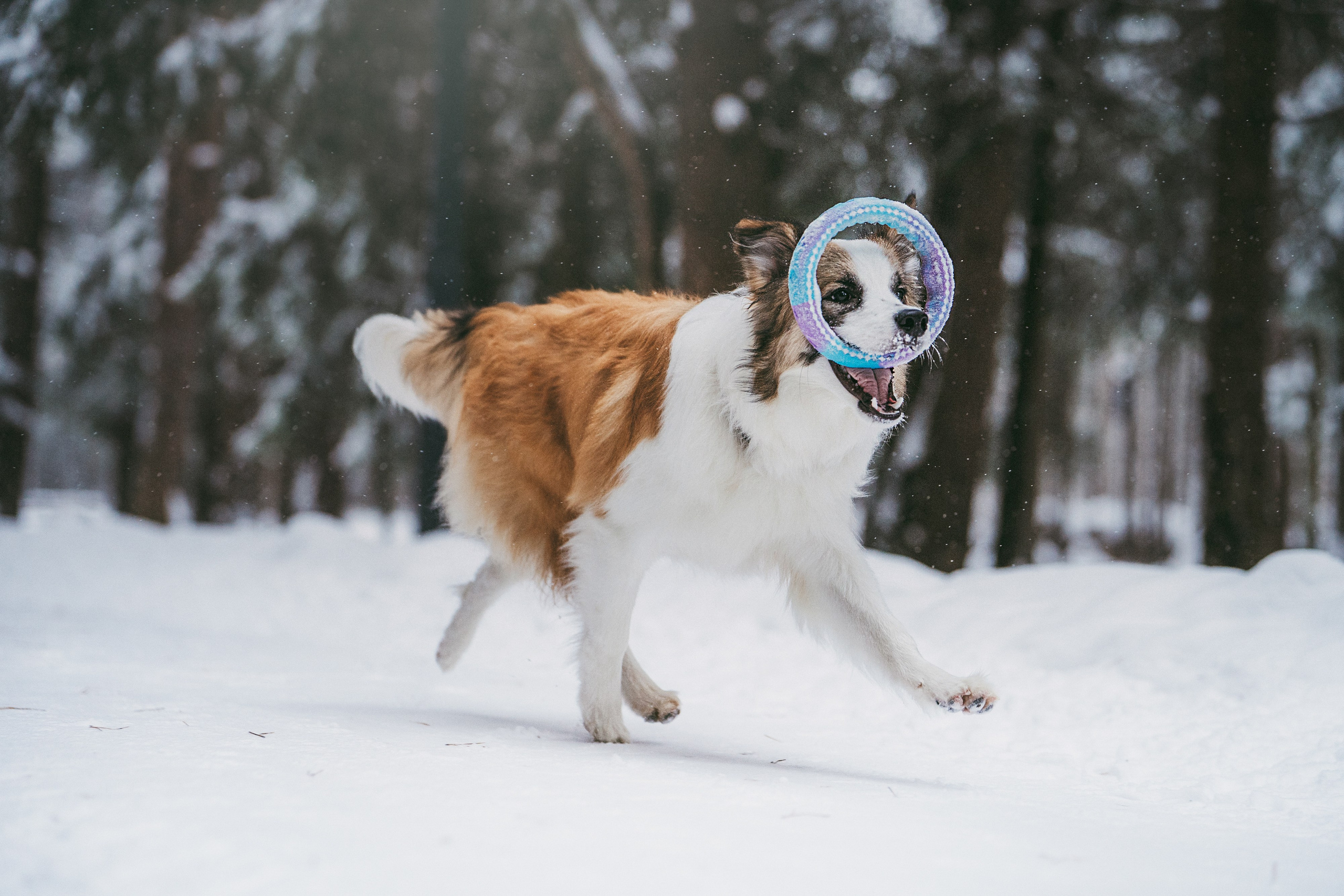 Катя, Анатолий и Елай. Фотограф анималист в Москве и Санкт-Петербурге Свиридова Анна