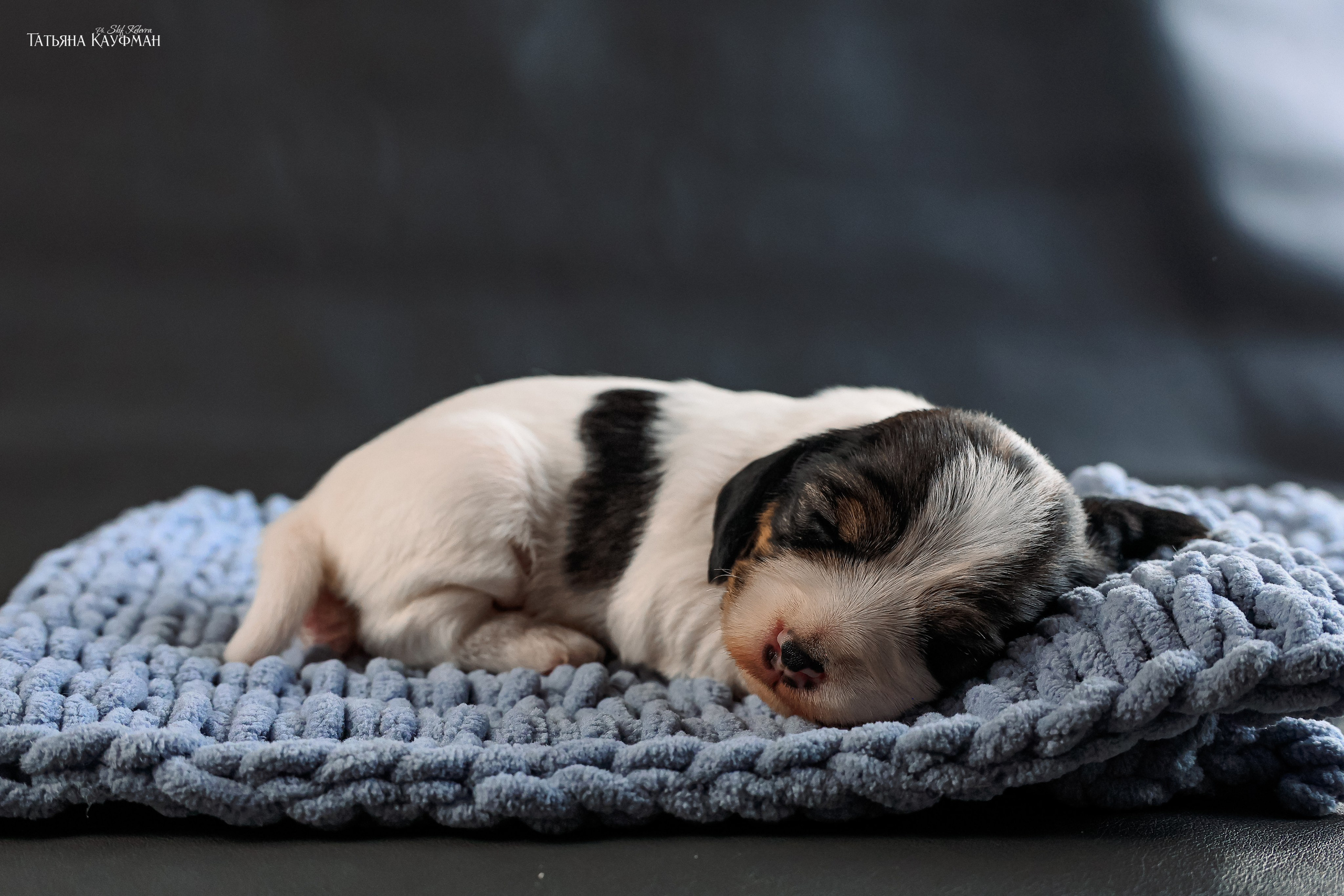 Малые вандейские бассет гриффоны. PVBG. Petit vandeen basset griffon, щенки в новосибирске. Питомник White Rivendel