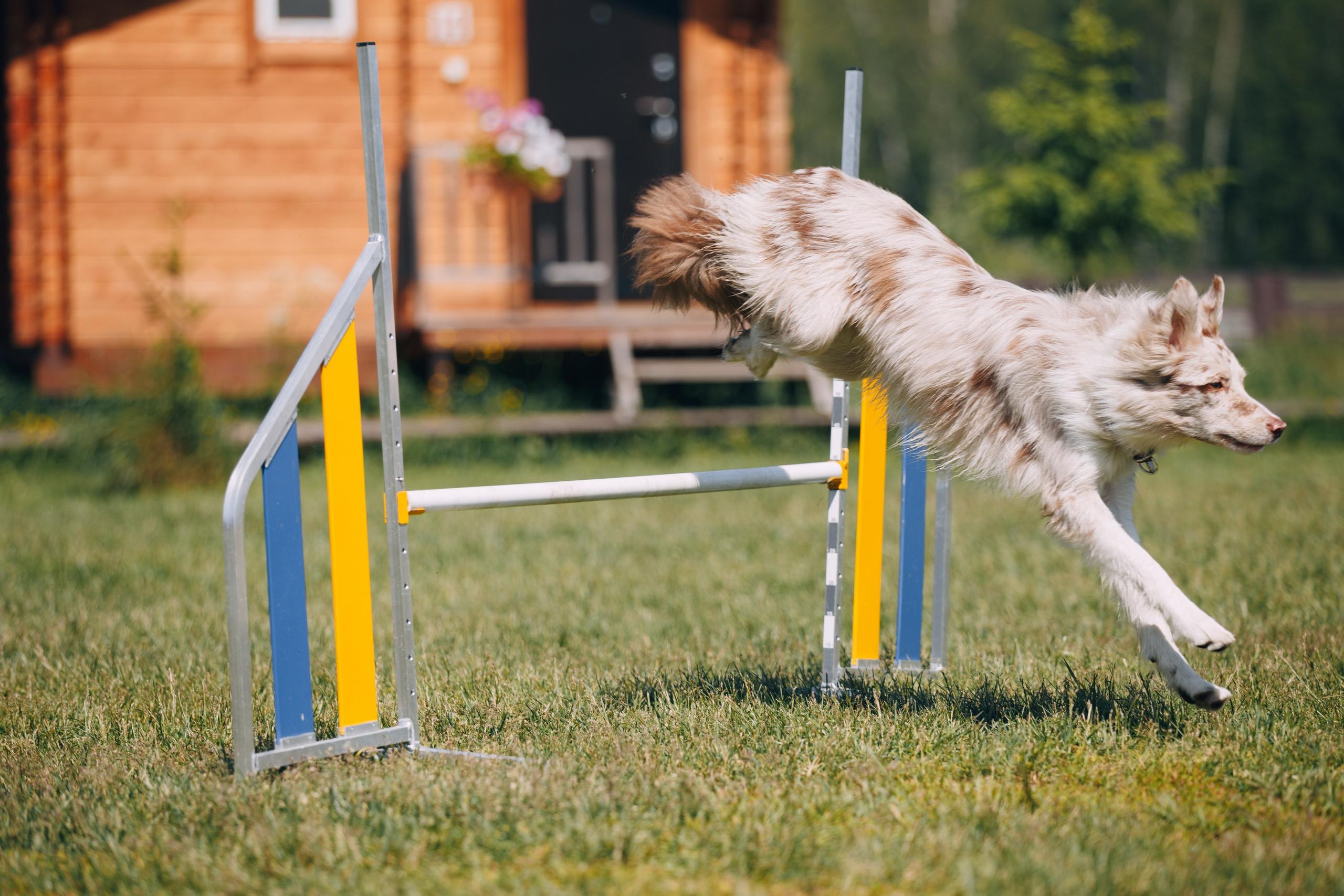 Кинологический лагерь в Горыныче. Фотограф анималист Кристина Карпова, Москва
