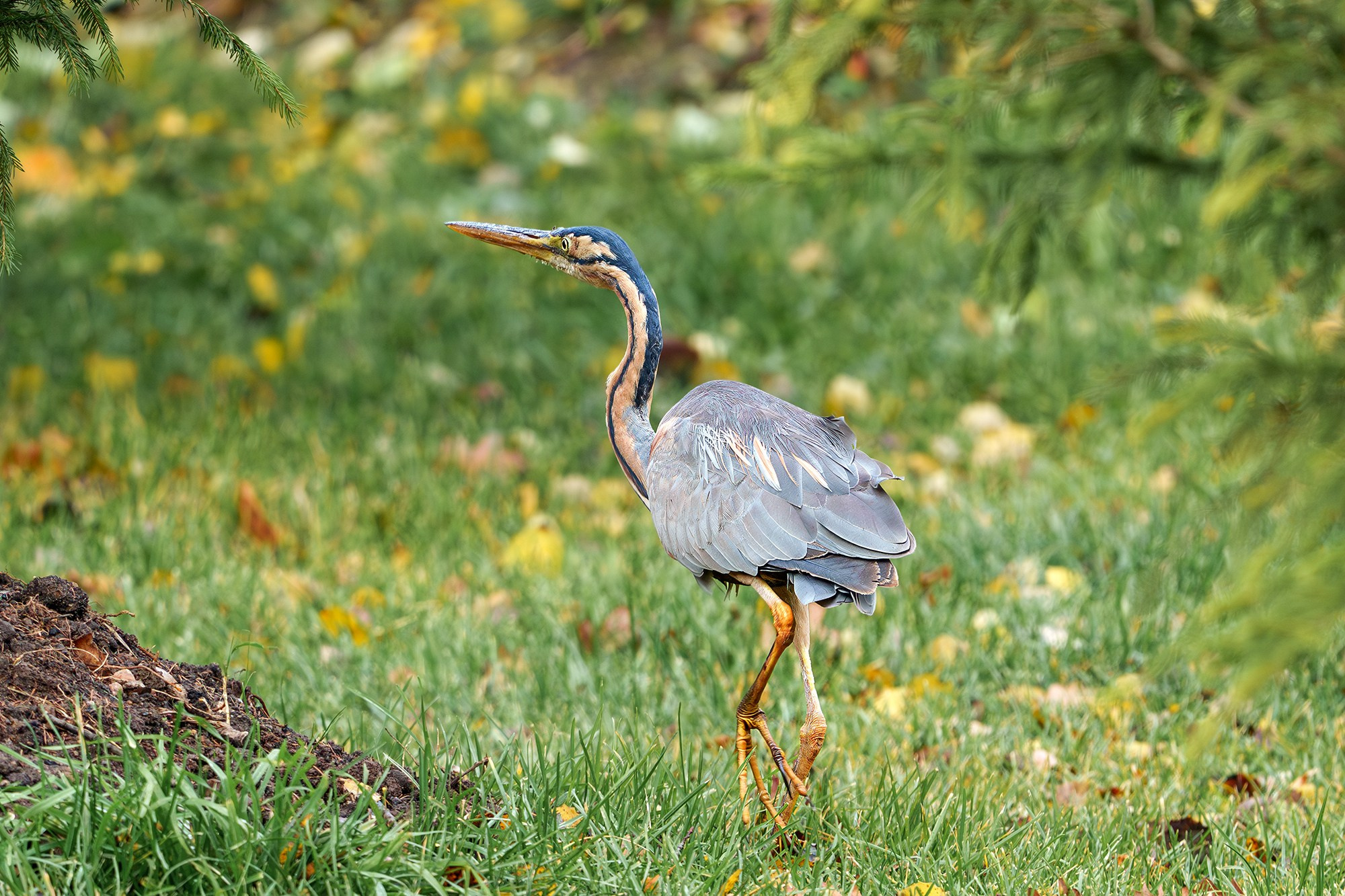 Удивительные мир птиц. Вокруг нас столько прекрасного — присмотритесь!. Ваш личный фотограф Марина Волкова