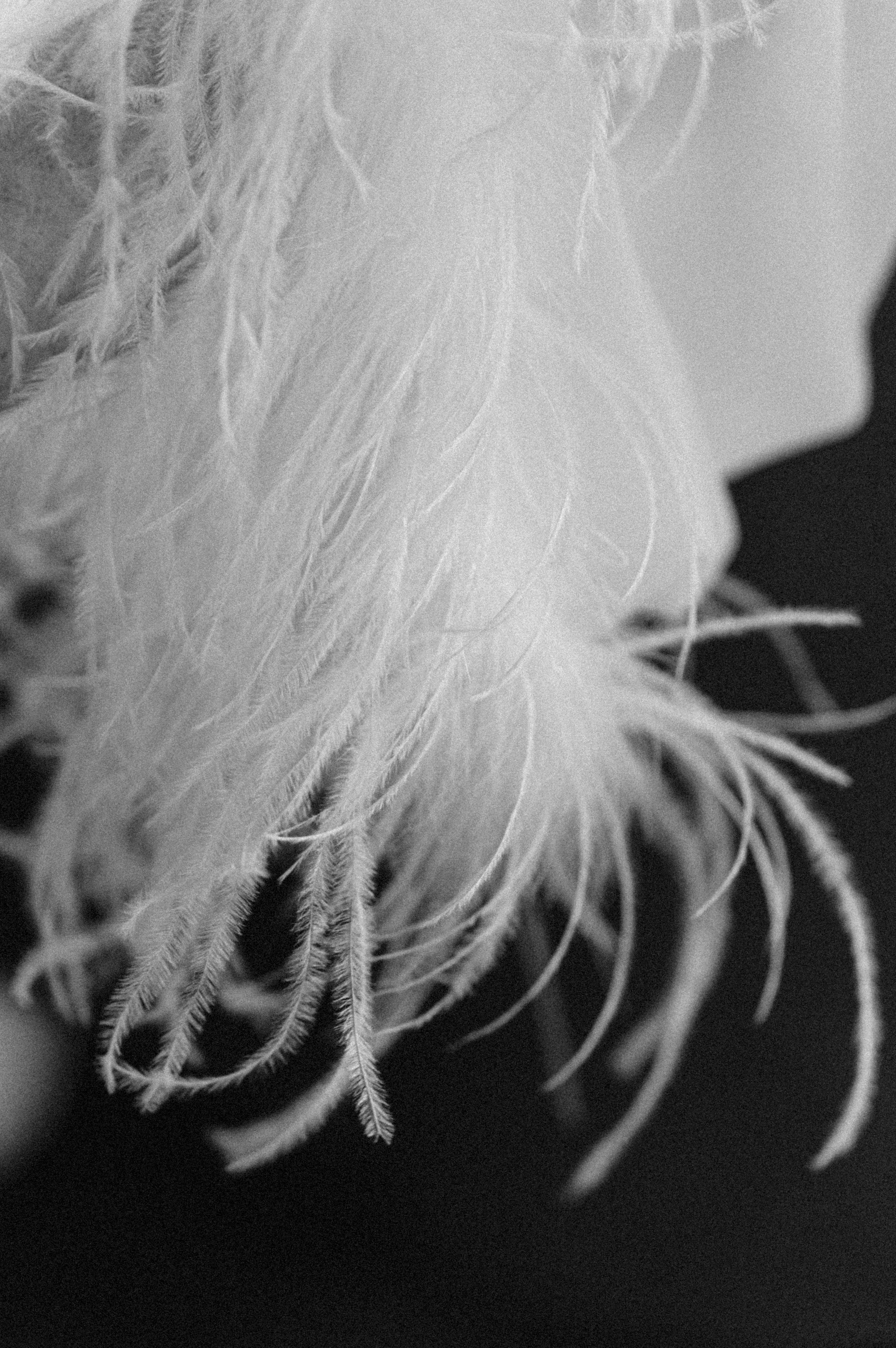 Выпускной. Фотограф Кирилл Ряховский