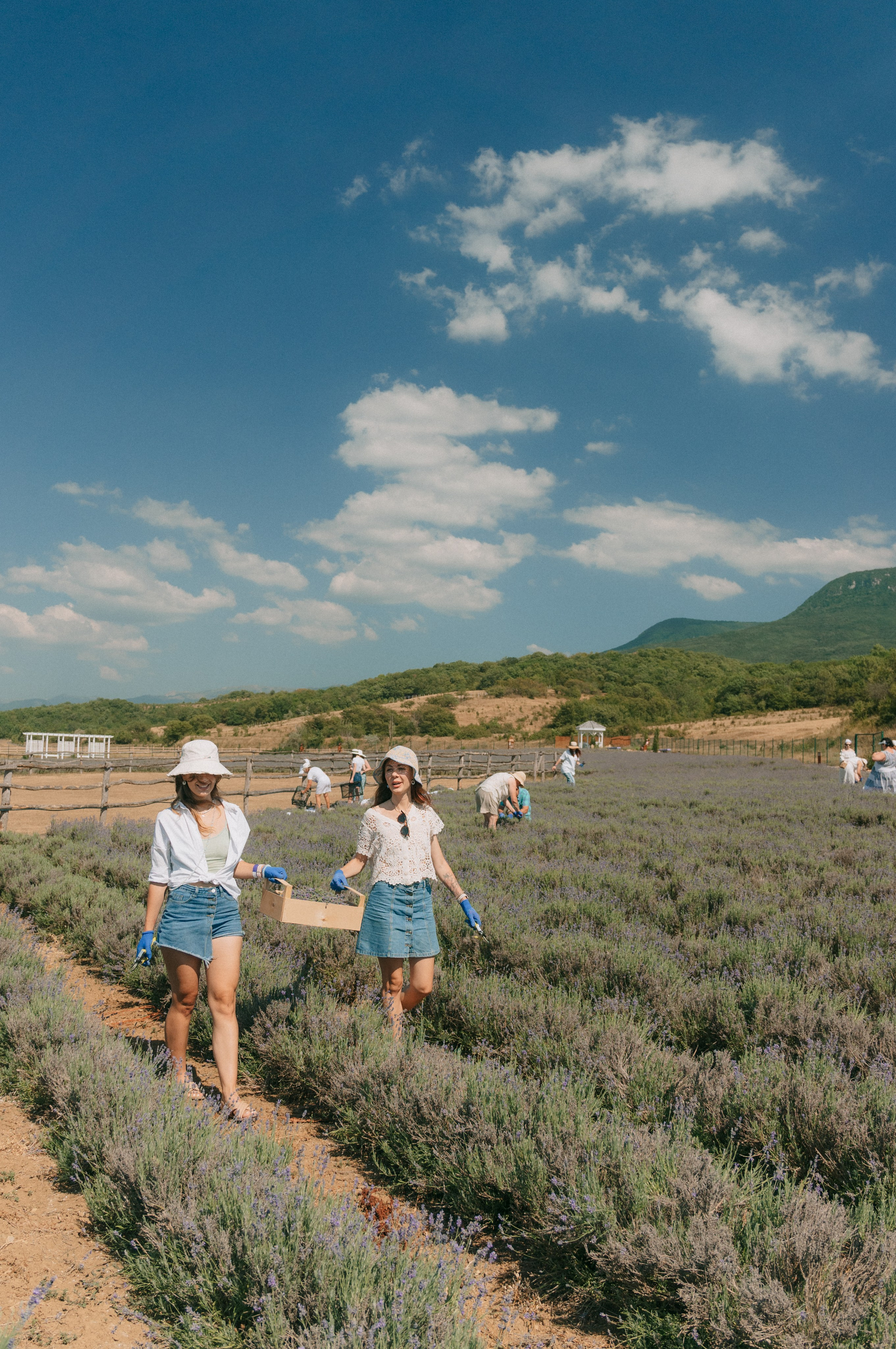 Сбор урожая | лавандовая ферма Viva Lavanda. Обо мне