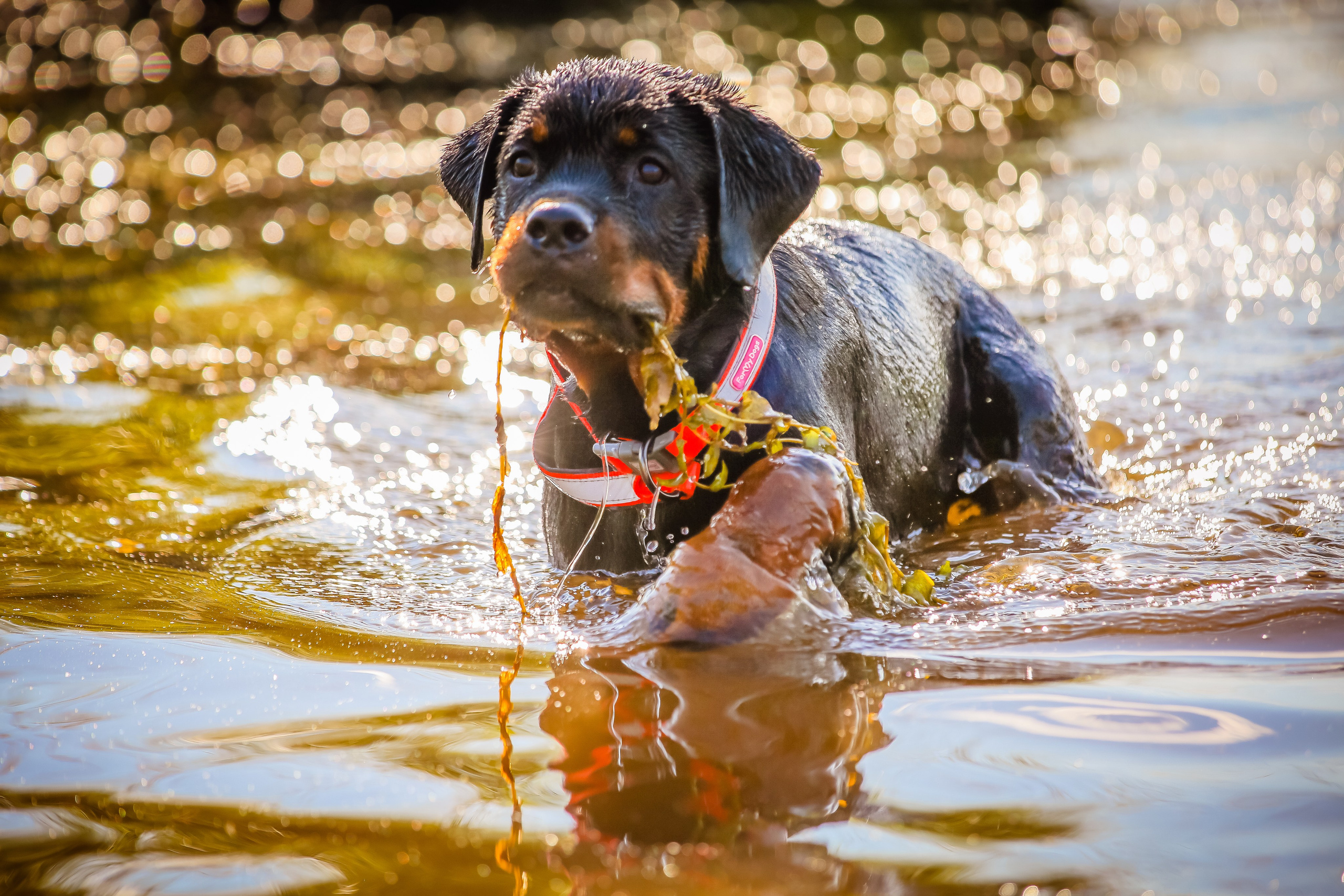 Животные. Авторские туры с профессиональным фотографом