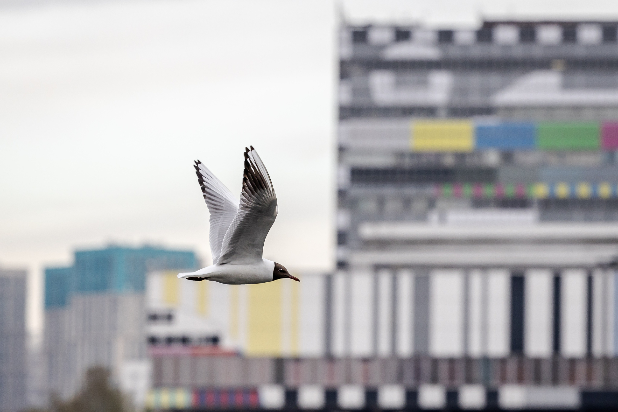 Птицы. Фотограф Владимир Охрименко