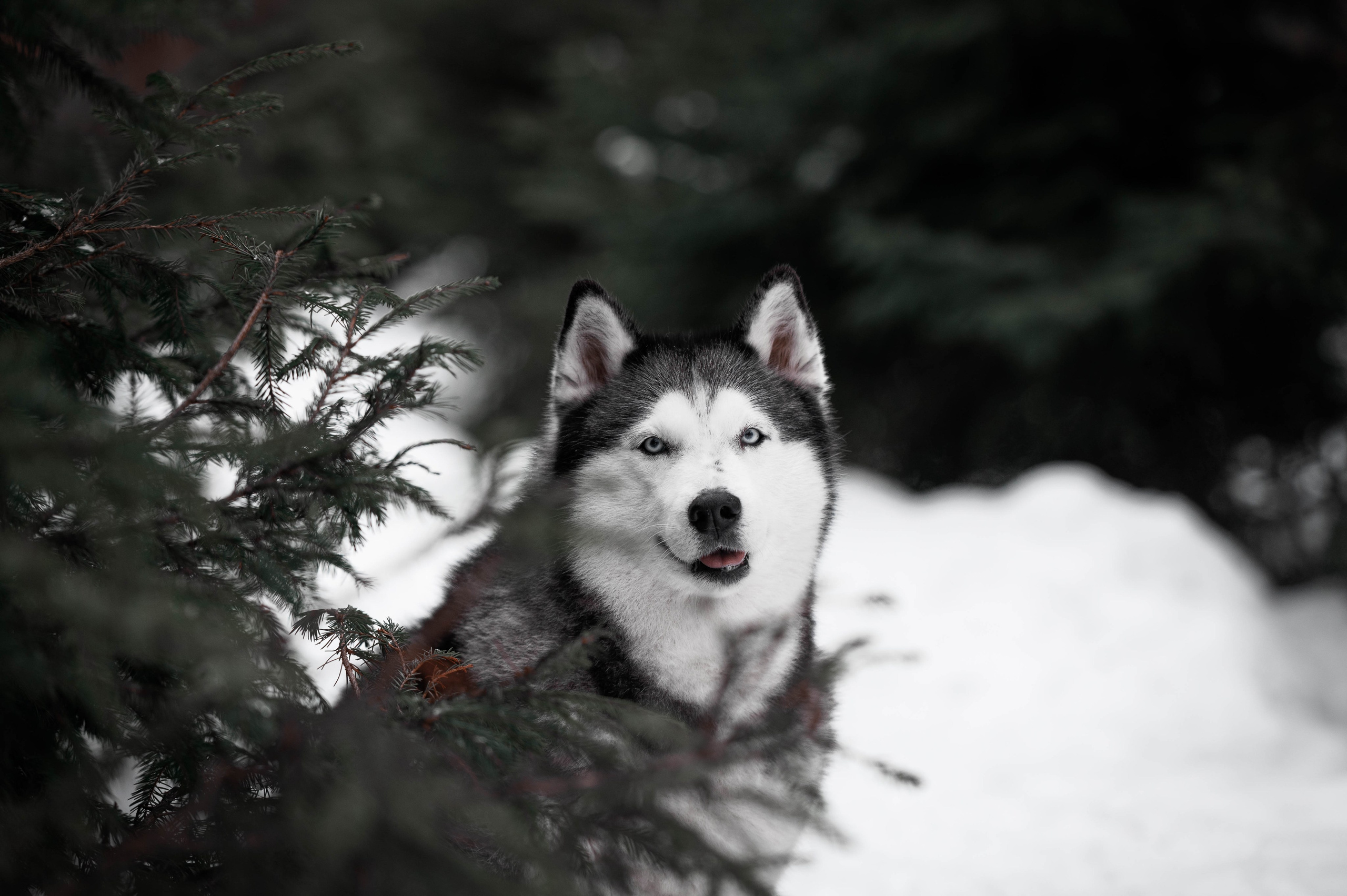 Шанель. Фотограф-анималист