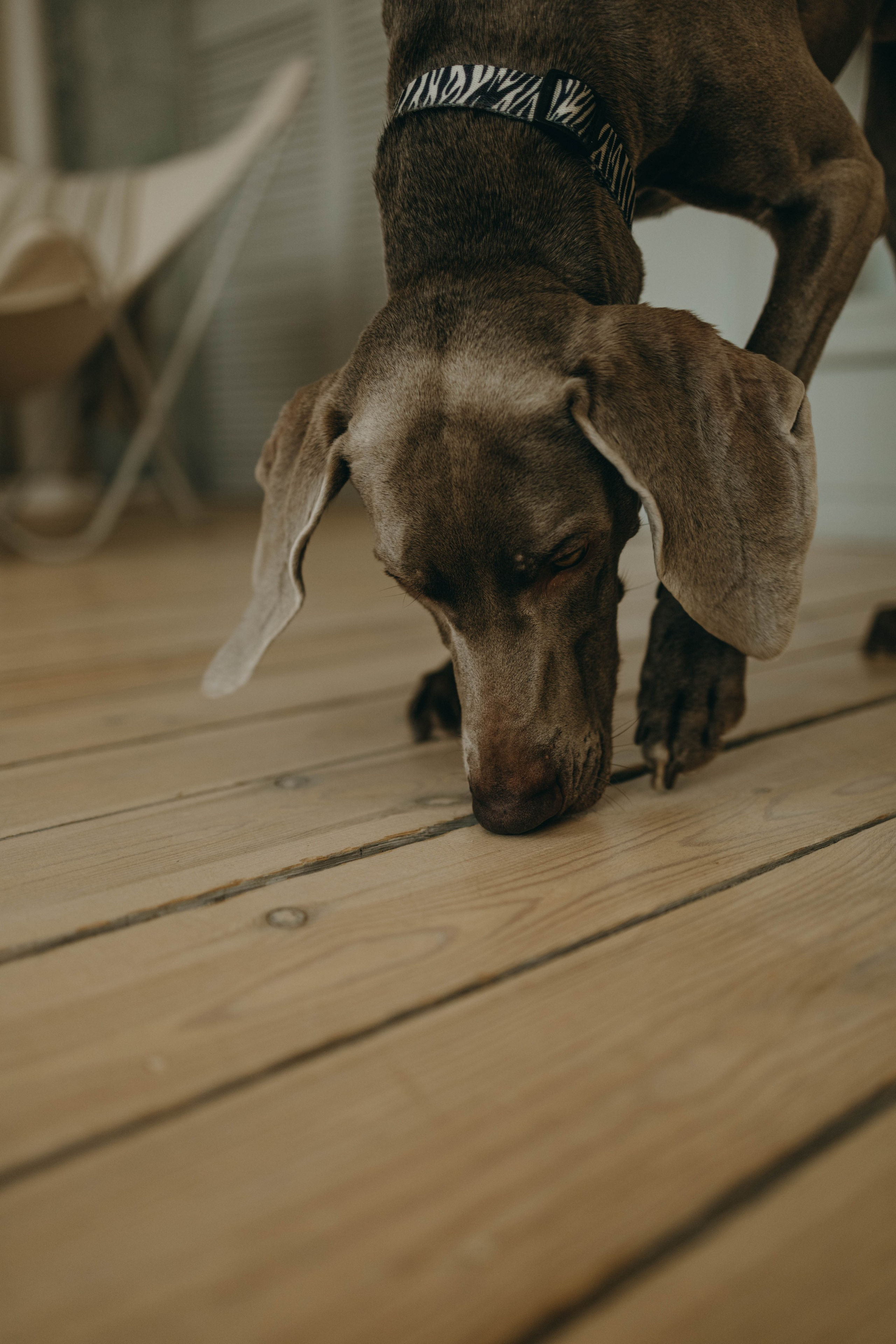 Фотосессия в студии с собакой. Фотограф-анималист в Екатеринбурге | Кристина