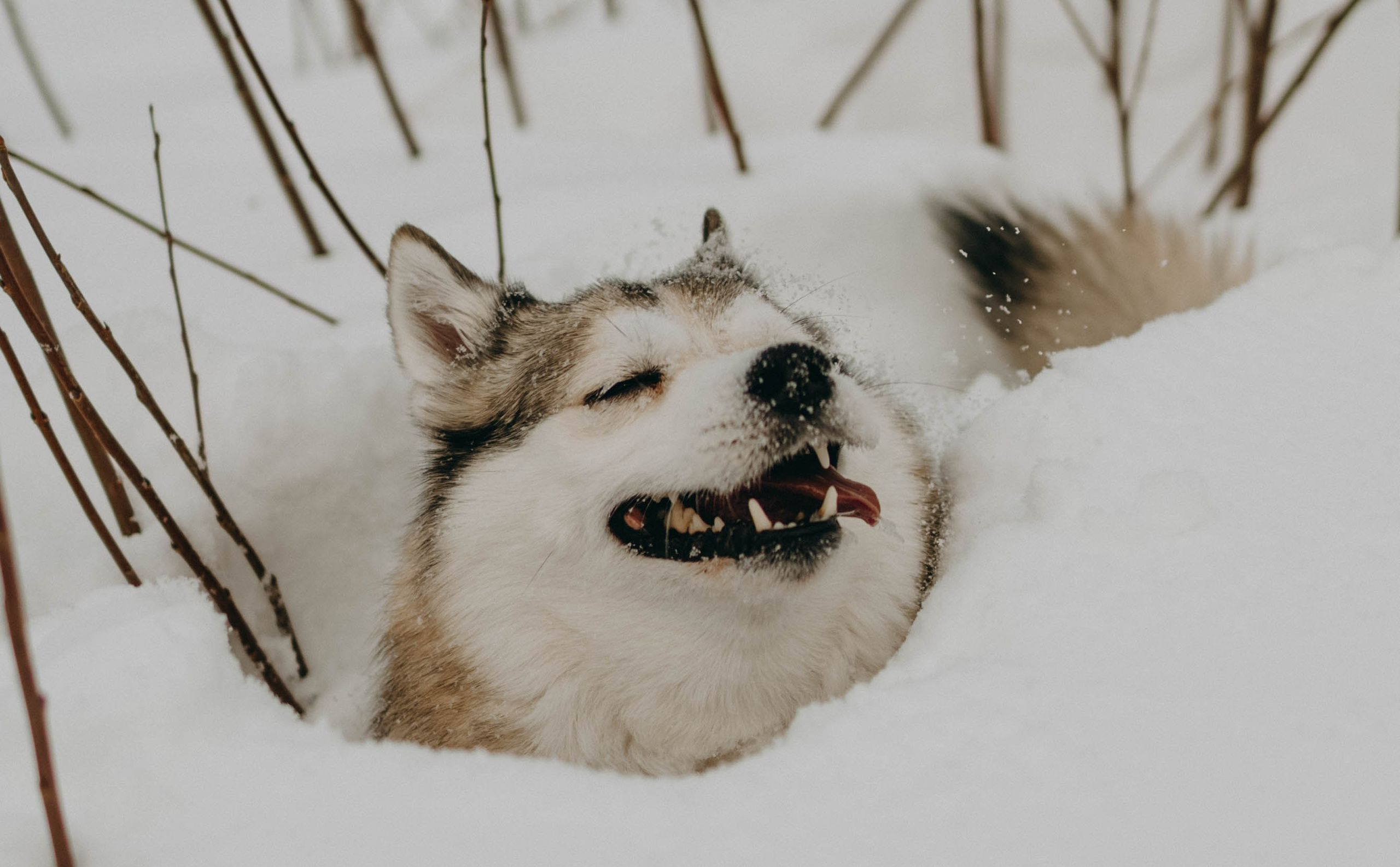 Варвара и Шелби. Фотограф-анималист в Екатеринбурге | Кристина