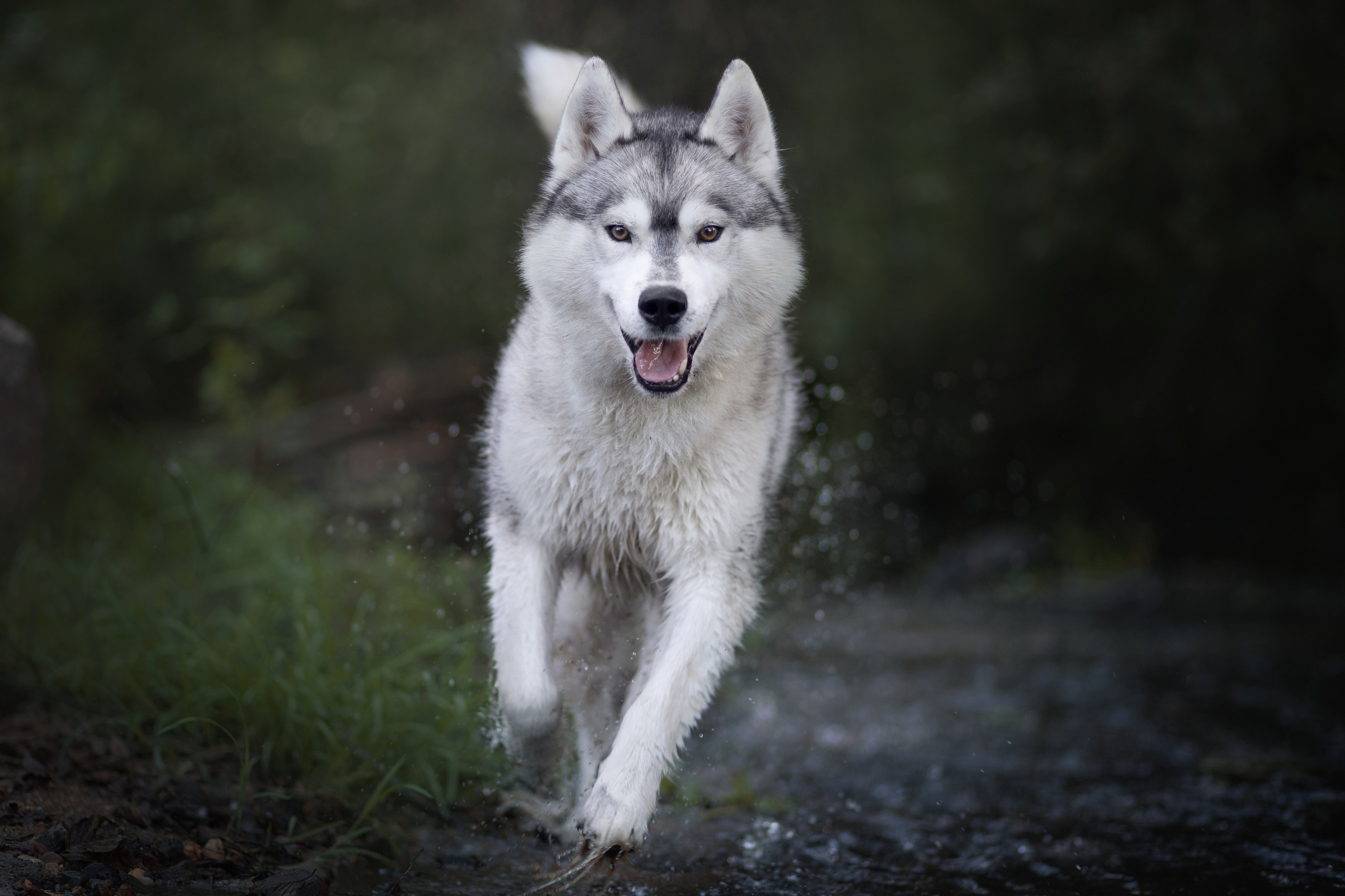 Фотосъёмка собак. Семейный и анималист фотограф в Переславле Анастасия Гусева